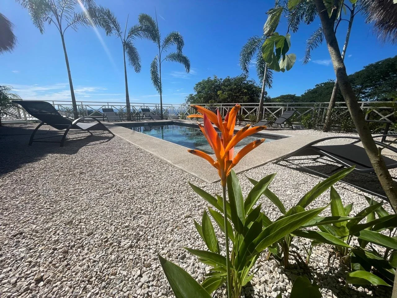 Piscine dans un espace extérieur avec des chaises longues, des palmiers et une plante orange, ciel bleu en arrière-plan.