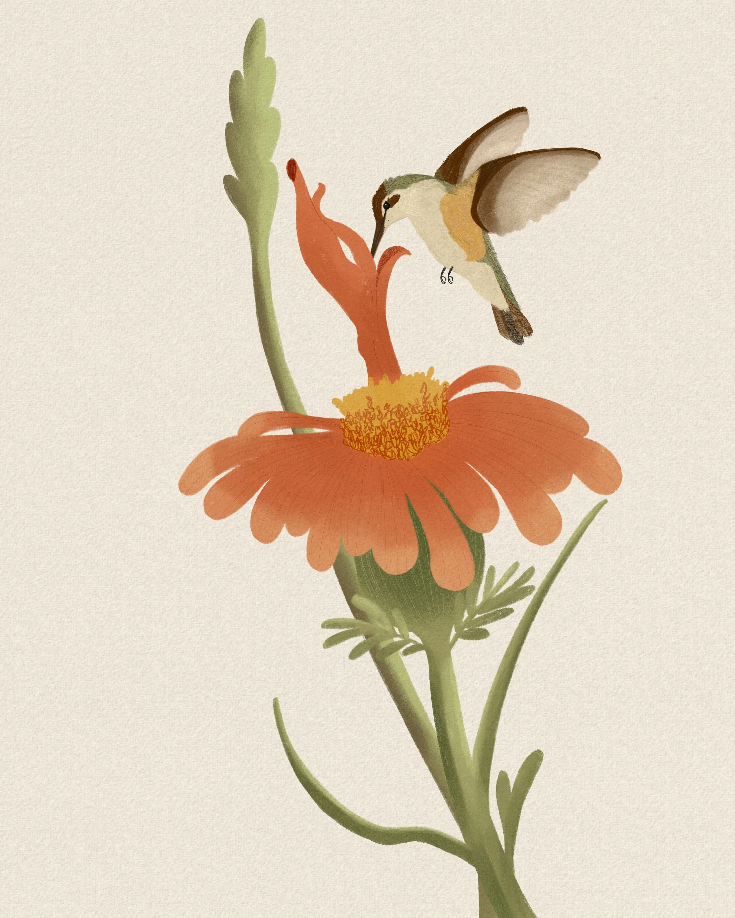 Hummingbird, digital, 2025