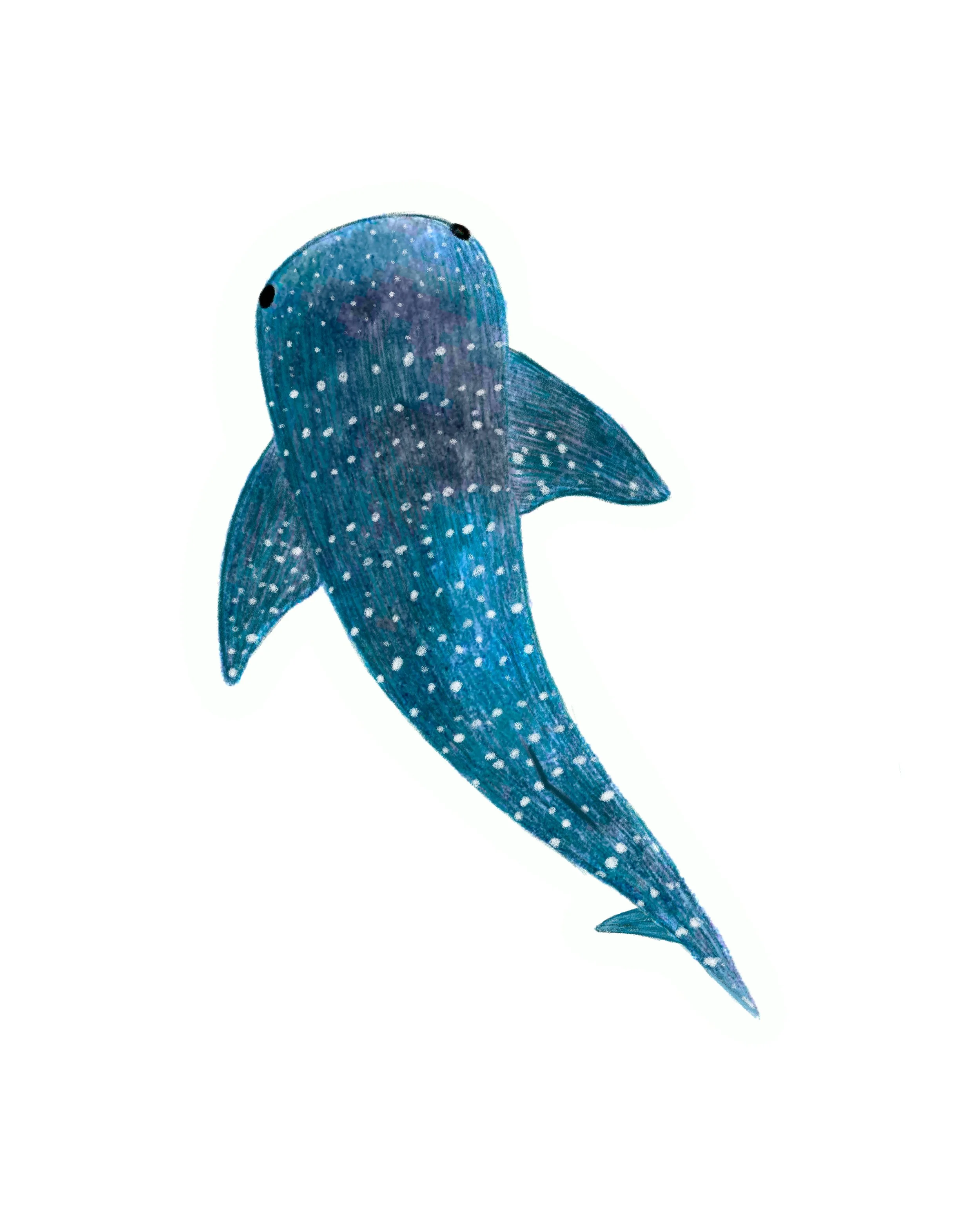 whale shark 8x10 print.jpg