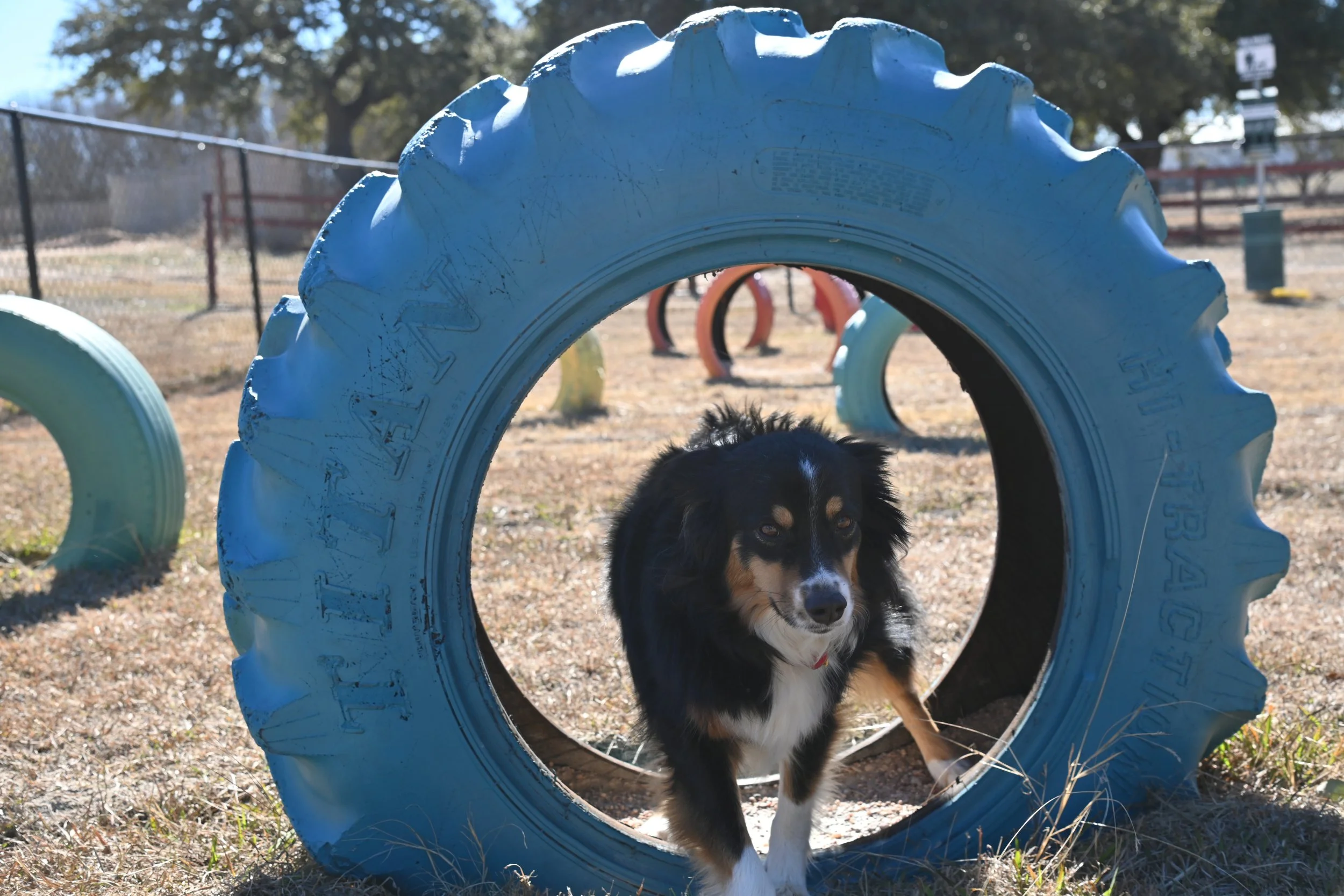 Dog enjoying dog park at RV park