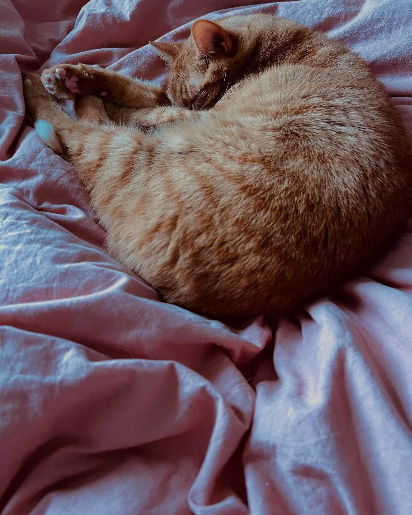 George 🩷 🧡 ❤️ 
#catsofinstagram #toebeans #lazyweekend #catnaps