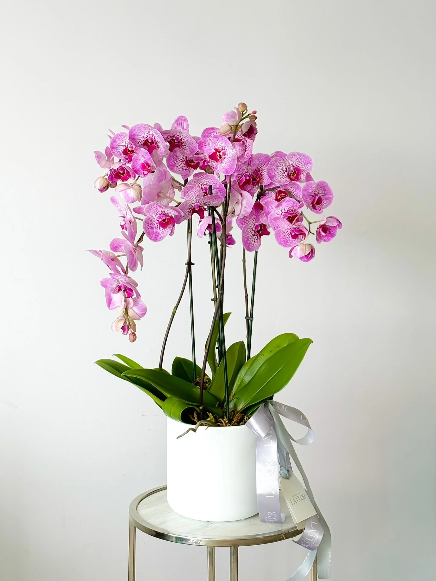 Las orqu&iacute;deas phalaenopsis en tonos fucsia iluminan cualquier espacio con su delicadeza y sofisticaci&oacute;n. Un regalo vivo que transmite belleza eterna.

#MaisonLaFlor #LuxuryFlowers #OrchidsLove #ChicDetails #BloomingElegance