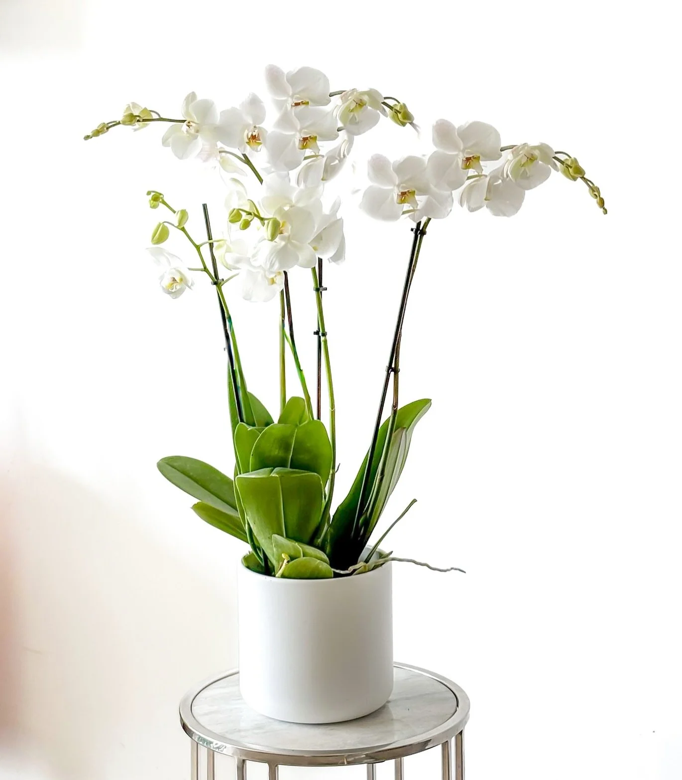 ✨ Pure beauty in bloom.
Las orqu&iacute;deas blancas simbolizan elegancia, paz y un amor que trasciende el tiempo. En Maison La Flor creemos que cada detalle floral es una obra de arte que eleva los espacios y el alma.

#MaisonLaFlor #Orqu&iacute;dea