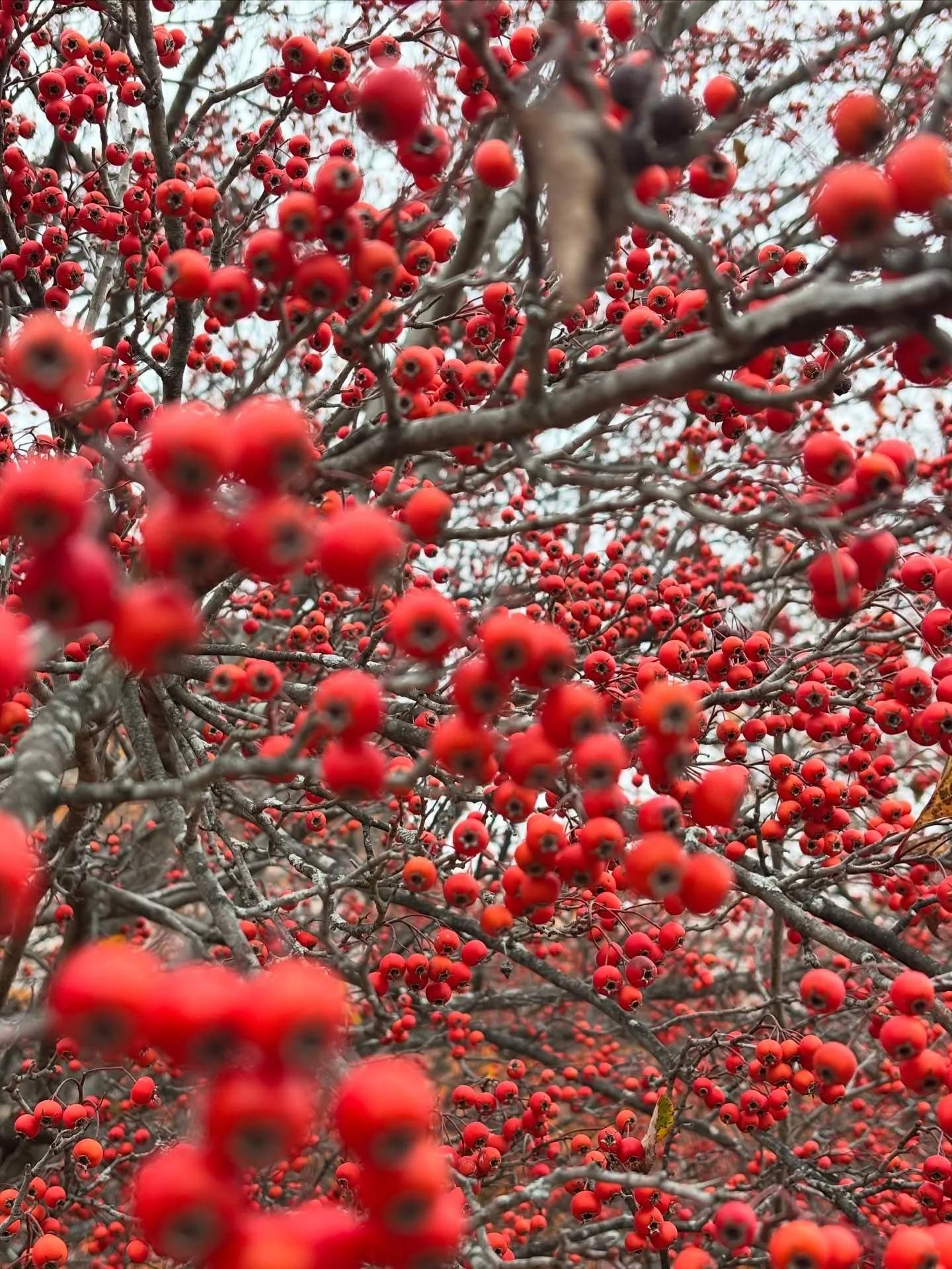 Some red vibes from DC

Entre ramas desnudas y peque&ntilde;os destellos carmes&iacute;, la naturaleza encuentra una forma sutil de mantenerse viva incluso en el fr&iacute;o. Un recordatorio de que la belleza siempre aparece, aun en los d&iacute;as m