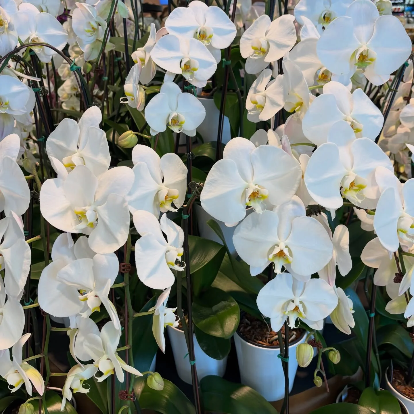 Blooming wherever we go

Amamos llevar flores a cada lugar que visitamos; son nuestra inspiraci&oacute;n constante para crear piezas que celebren la belleza, la emoci&oacute;n y el arte floral.

#MaisonLaFlor #FloralArt #LuxuryFlowers #FlowerDesign #