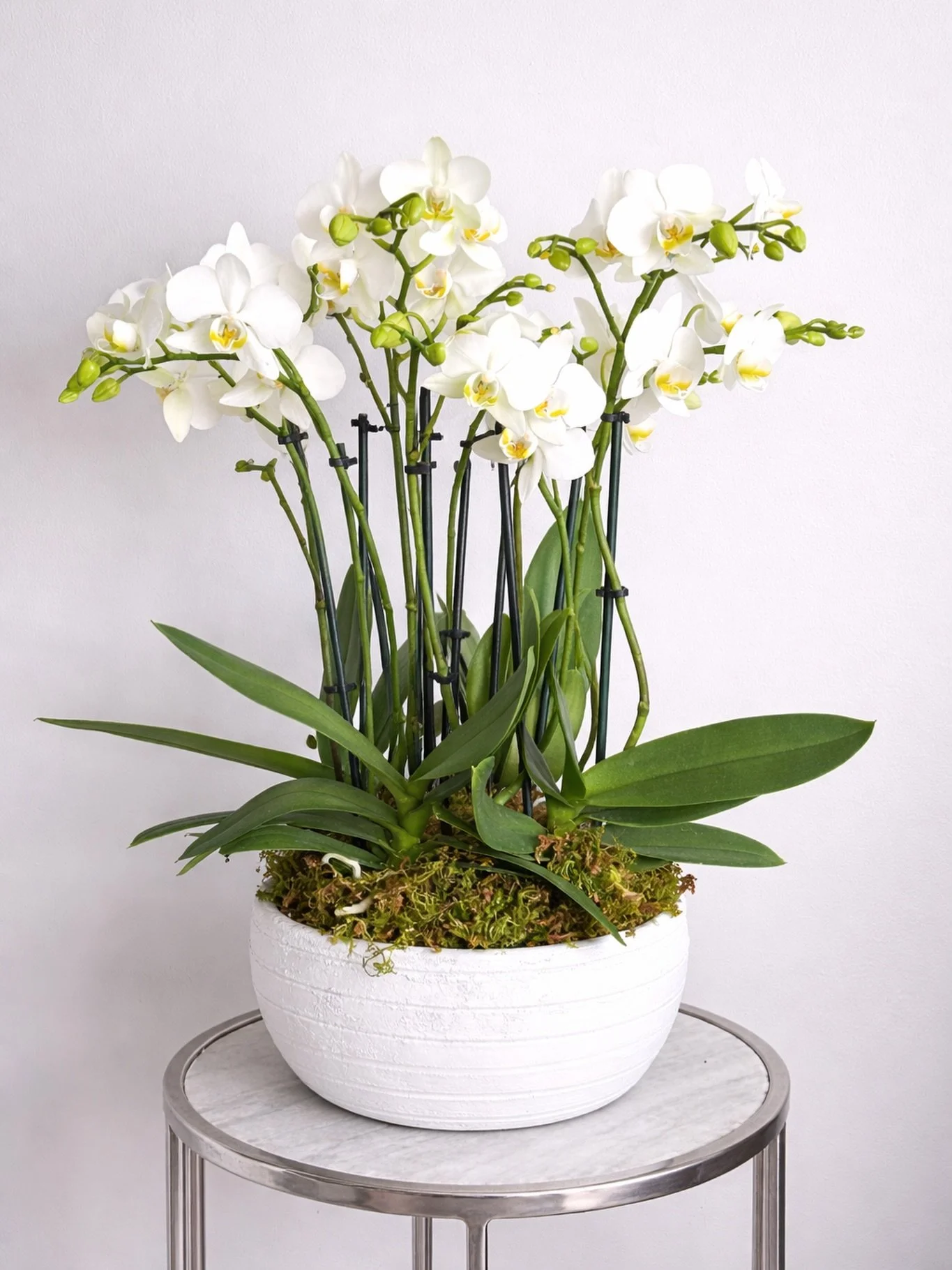 Orqu&iacute;deas blancas que iluminan el espacio con serenidad y sofisticaci&oacute;n natural.

Maison La Flor 

#MaisonLaFlor #FloralLuxury #OrchidLovers