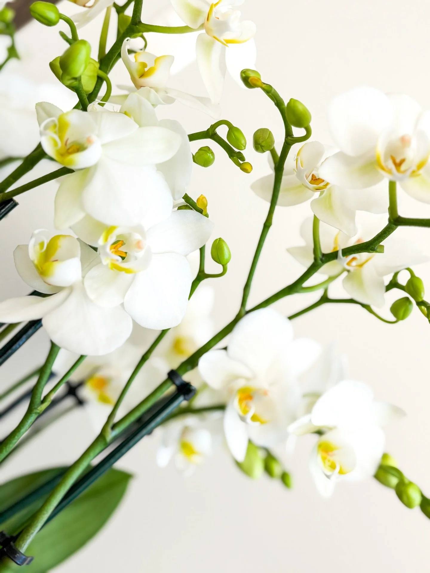 Orqu&iacute;deas blancas que iluminan cualquier espacio con sofisticaci&oacute;n y calma.

#MaisonLaFlor #LuxuryFlowers #OrchidLove #FloralElegance