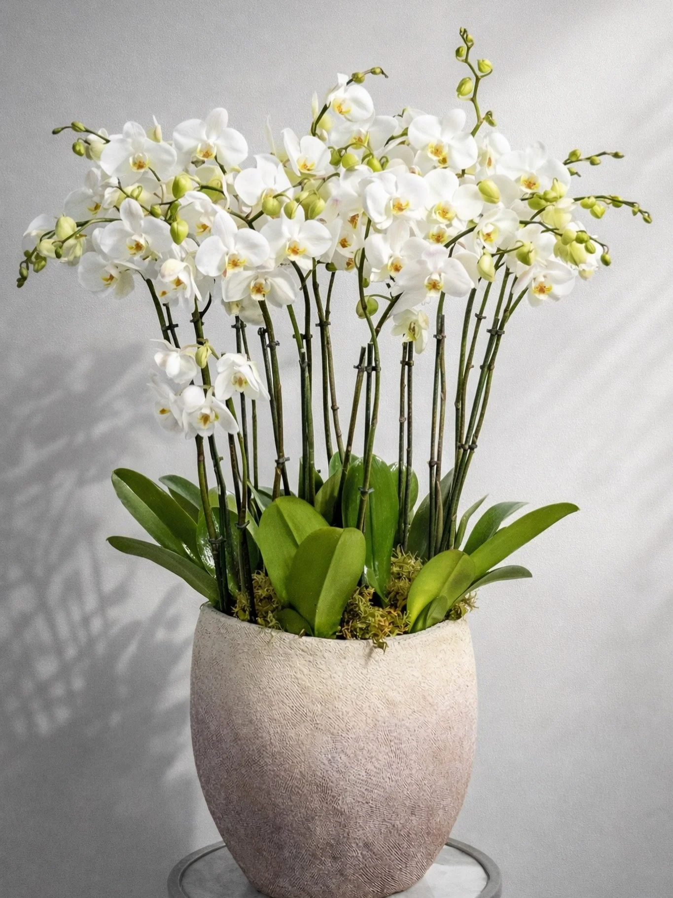 Orqu&iacute;deas blancas que elevan cualquier espacio con una presencia serena y sofisticada.

#MaisonLaFlor #OrchidElegance #LuxuryFlowers 🌿