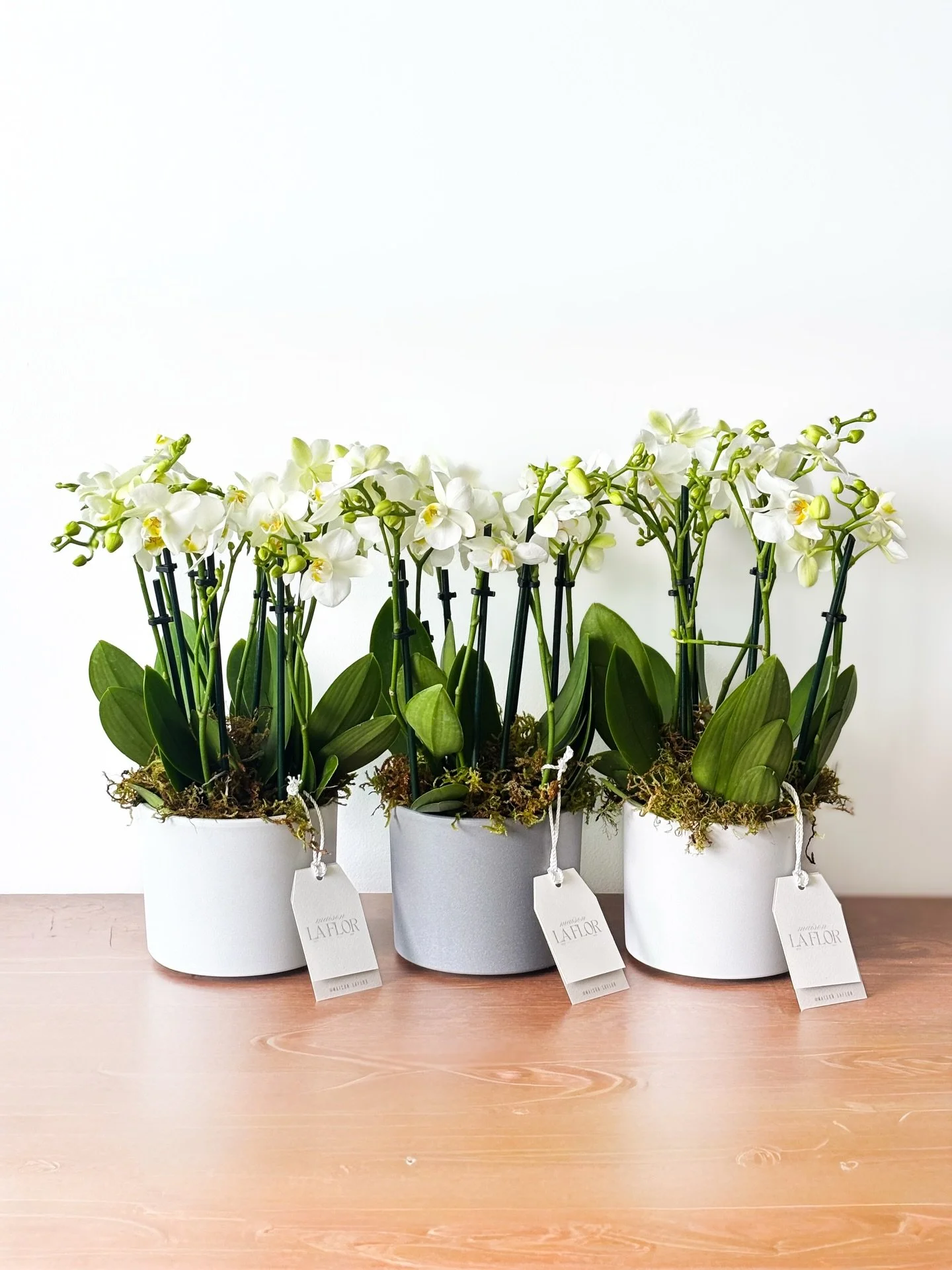 A quiet garden, blooming with intention.

Nuestro jard&iacute;n de orqu&iacute;deas es una pausa elegante, un susurro de belleza natural que transforma cualquier espacio en una experiencia sensorial.

#MaisonLaFlor #OrchidGarden #LuxuryFloral #Floral