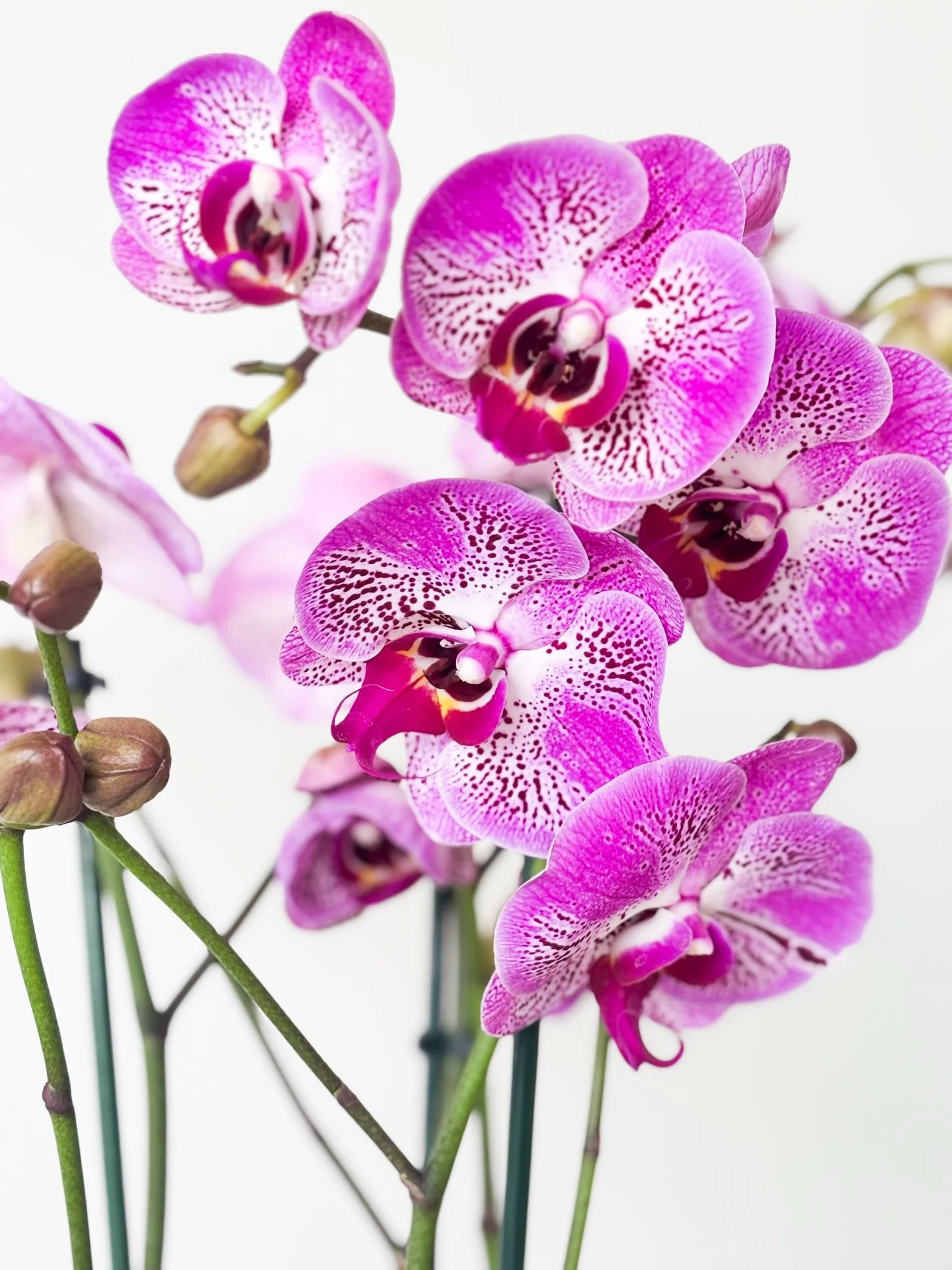 La naturaleza en su forma m&aacute;s sublime. 🌸

Cada p&eacute;talo, una obra de arte. Cada tono, una emoci&oacute;n.
Nuestras orqu&iacute;deas Phalaenopsis llegan a ti en su momento m&aacute;s espl&eacute;ndido, listas  para transformar cualquier e