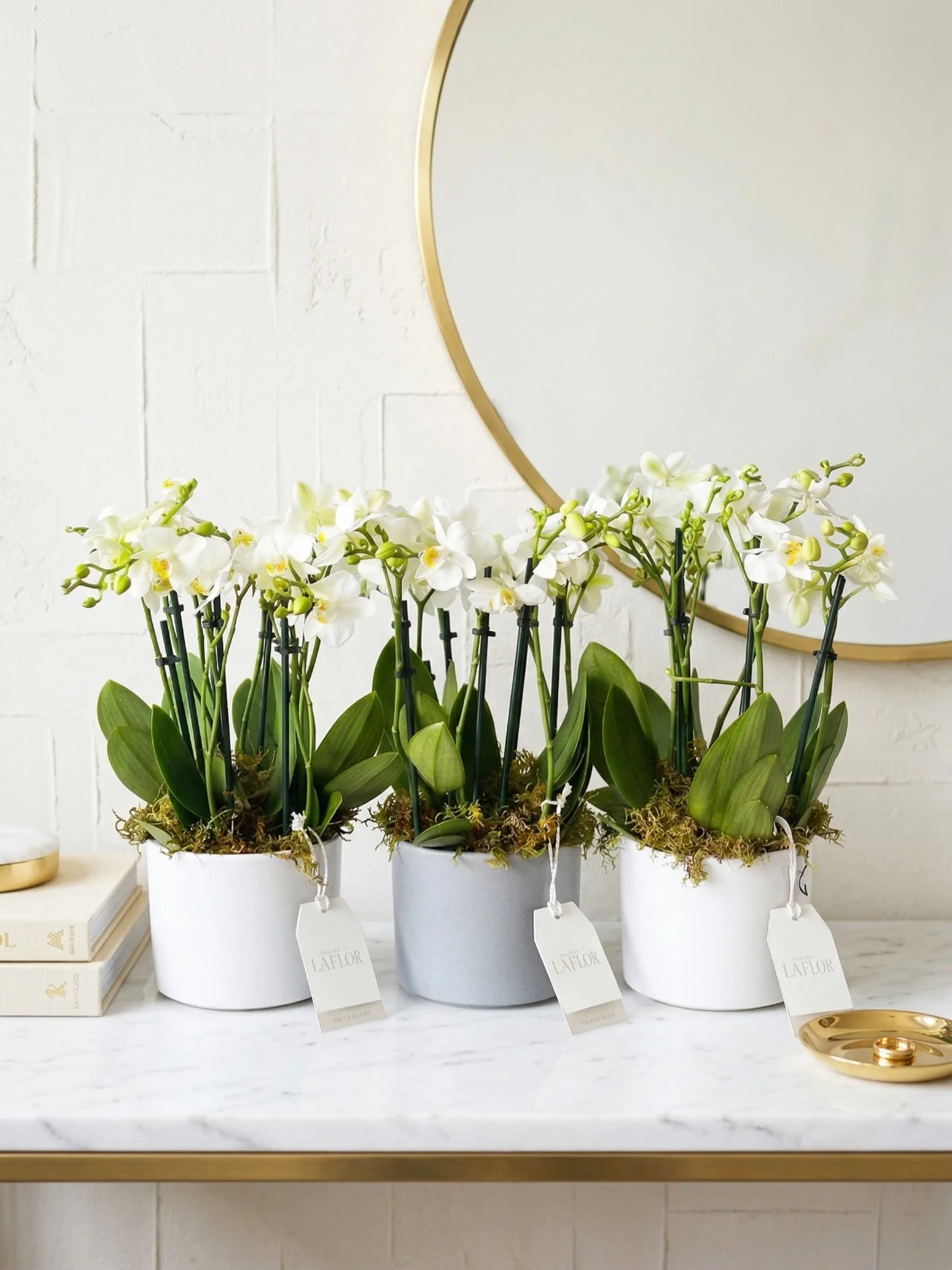 Baby Orchids Collection 

Phalaenopsis en miniatura, cer&aacute;mica mate y musgo vivo. Piezas que prueban que la delicadeza tambi&eacute;n tiene presencia.

#MaisonLaFlor  #Orchids  #FloralDesign