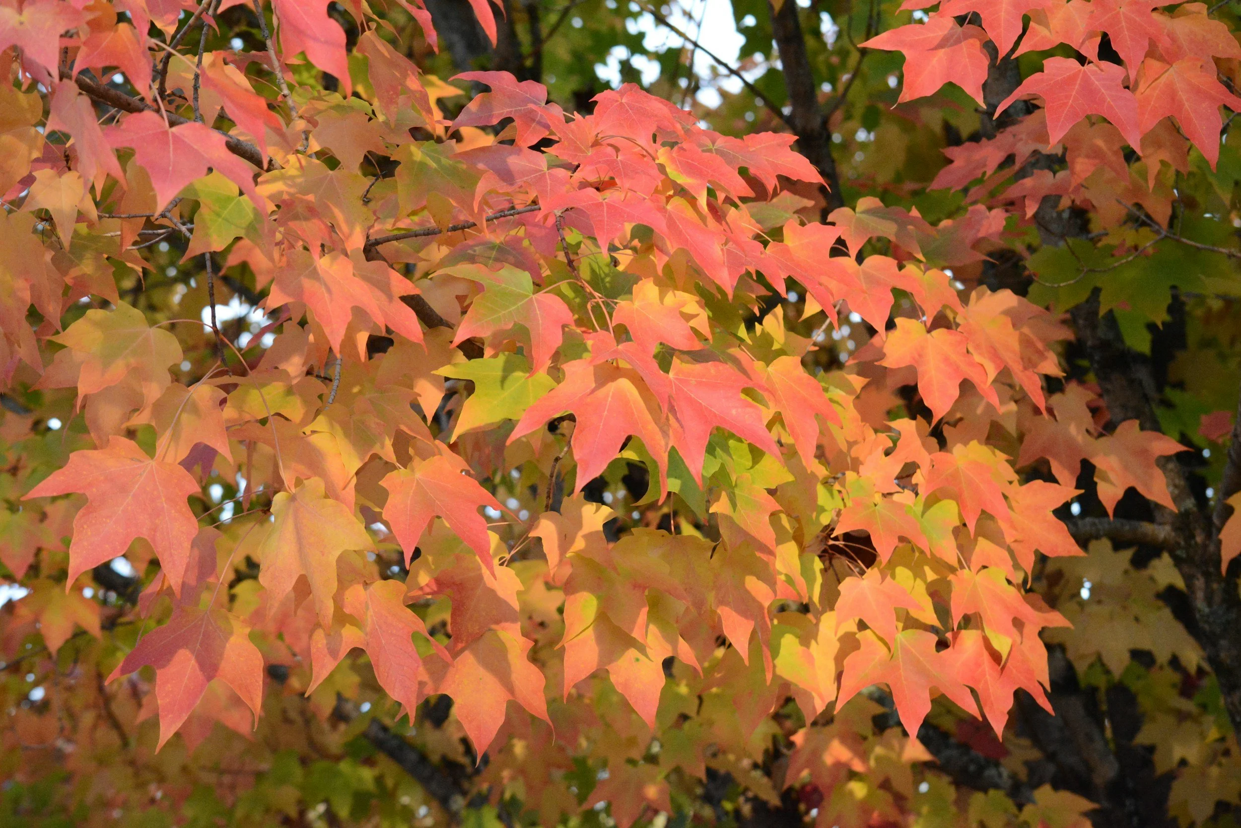 Best Plants for Wet Areas in Your Yard
