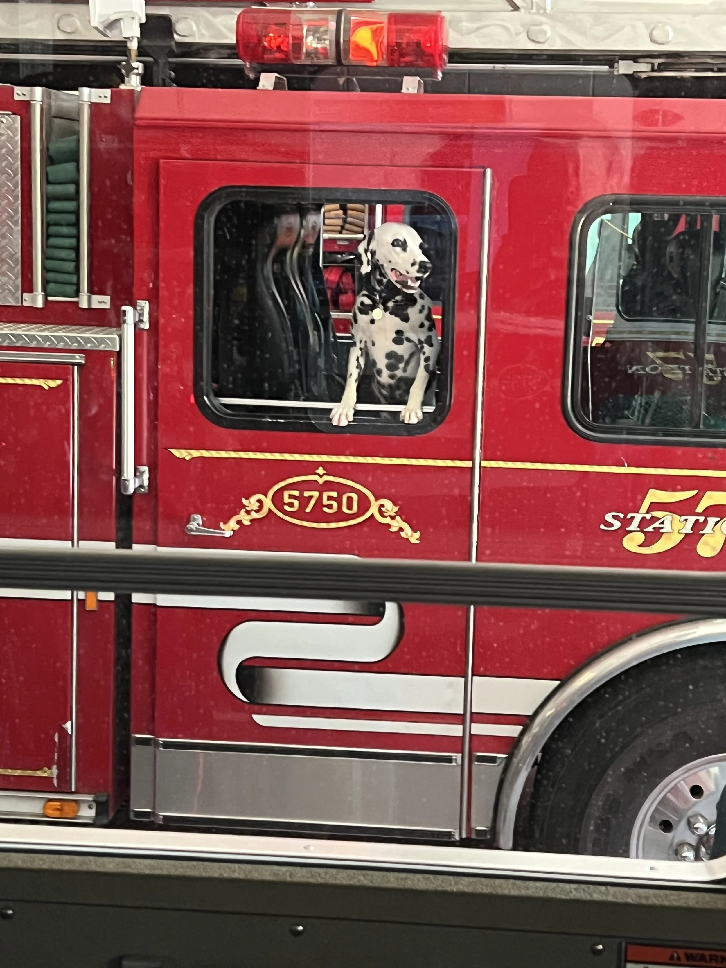 A Dalmatian dog looking out of a window in a red fire truck.
