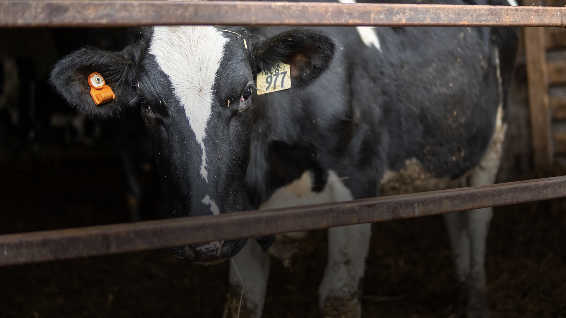 A black and white Holstein calf with a yellow ear tag, standing in a barn behind rusty metal bars.