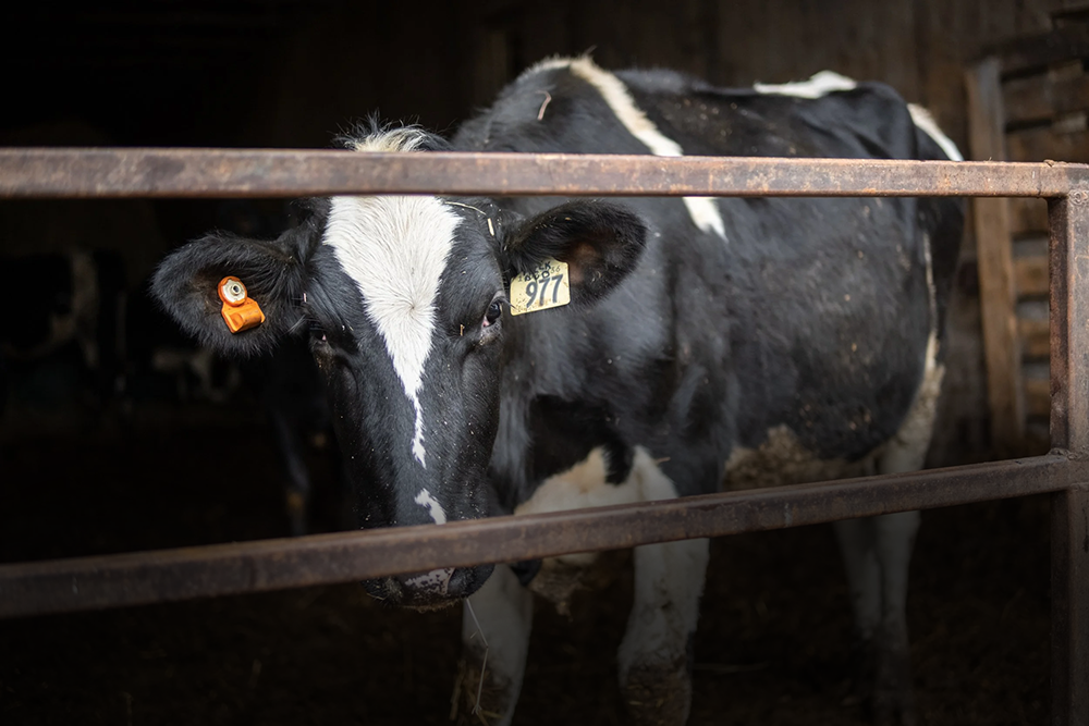 A black and white calf inside a barn, looking through a metal fence.