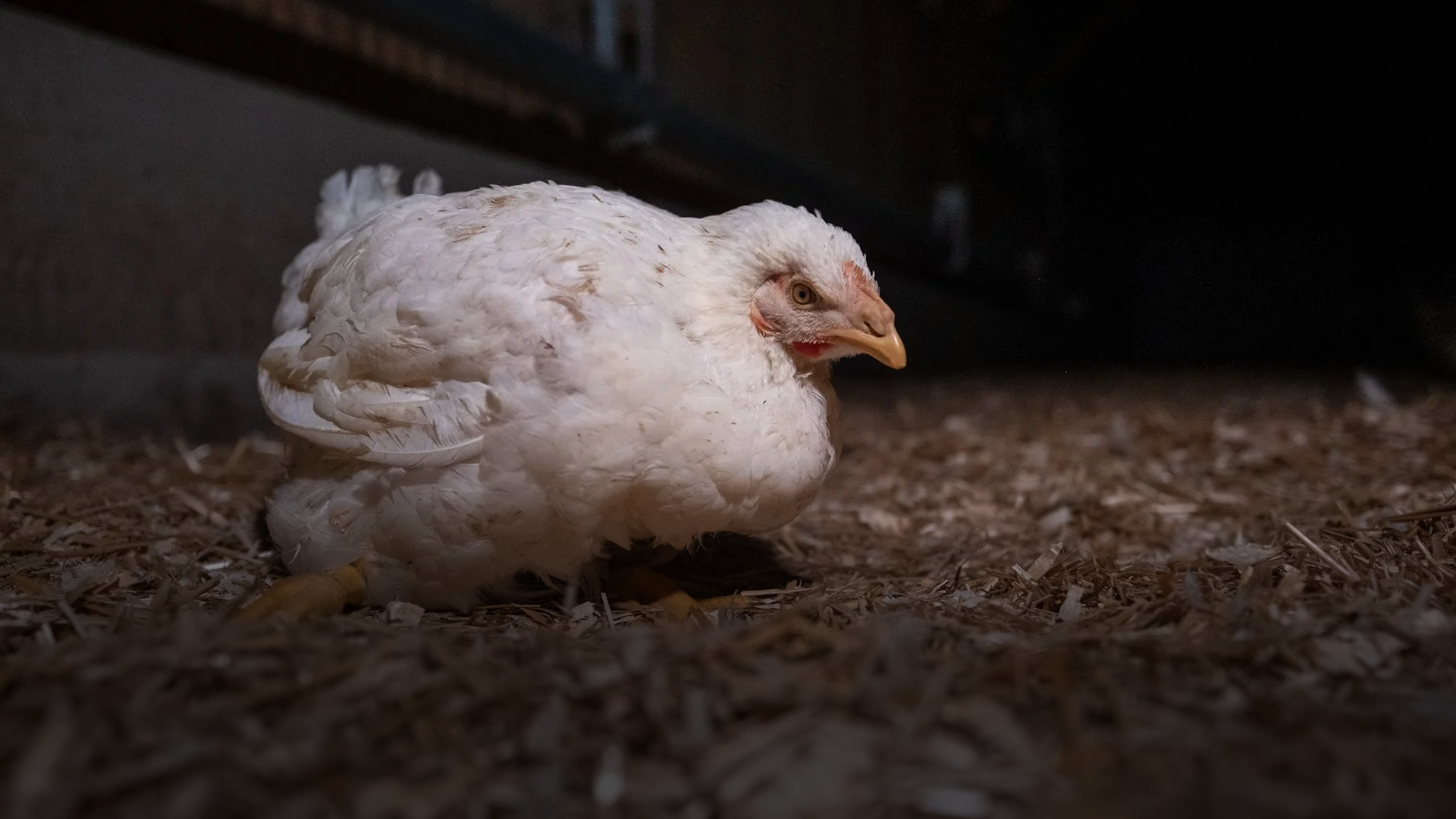 A white chicken sitting on a bedding of wood shavings inside a dark coop or barn.