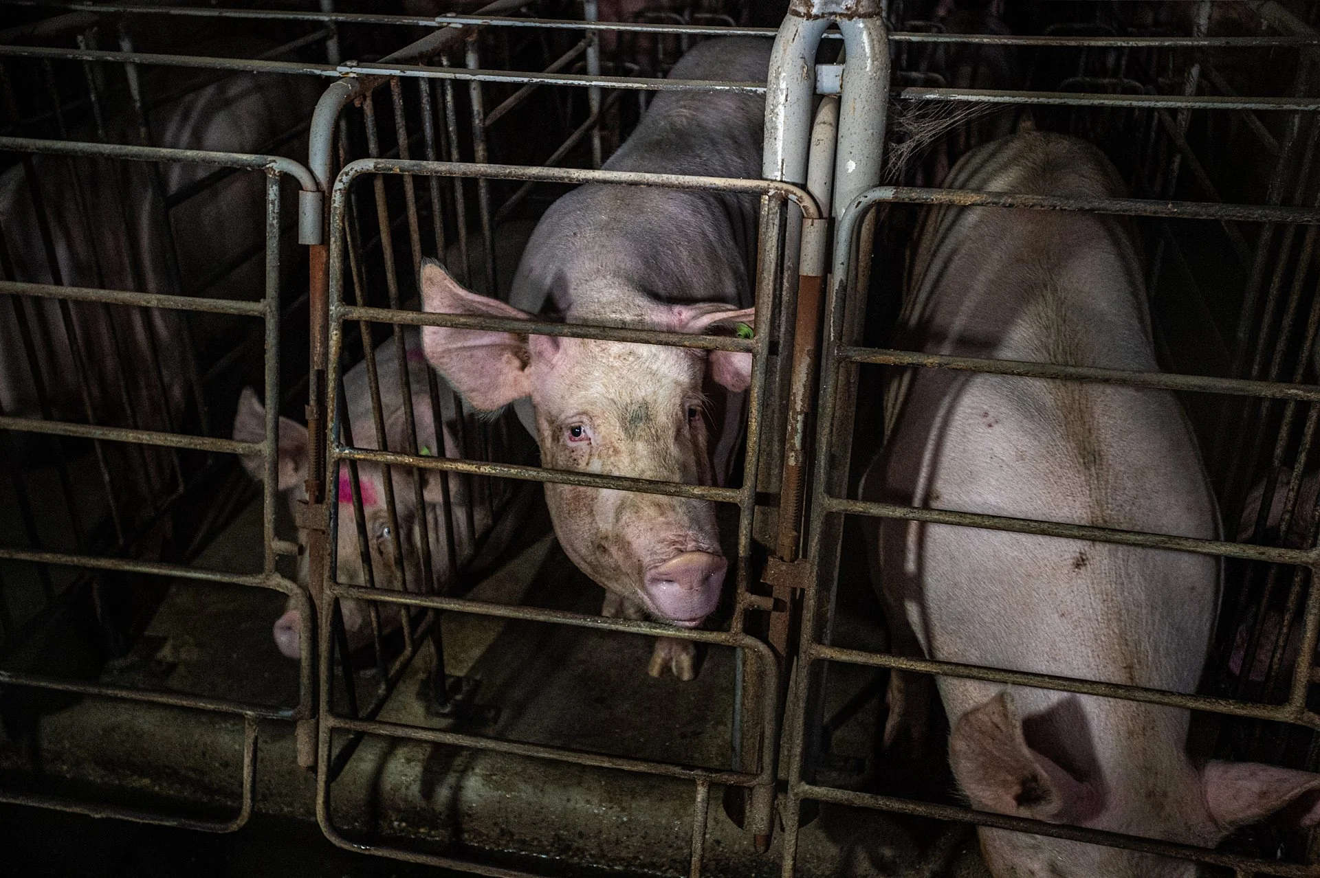 Pig looking out of small gestation crate.