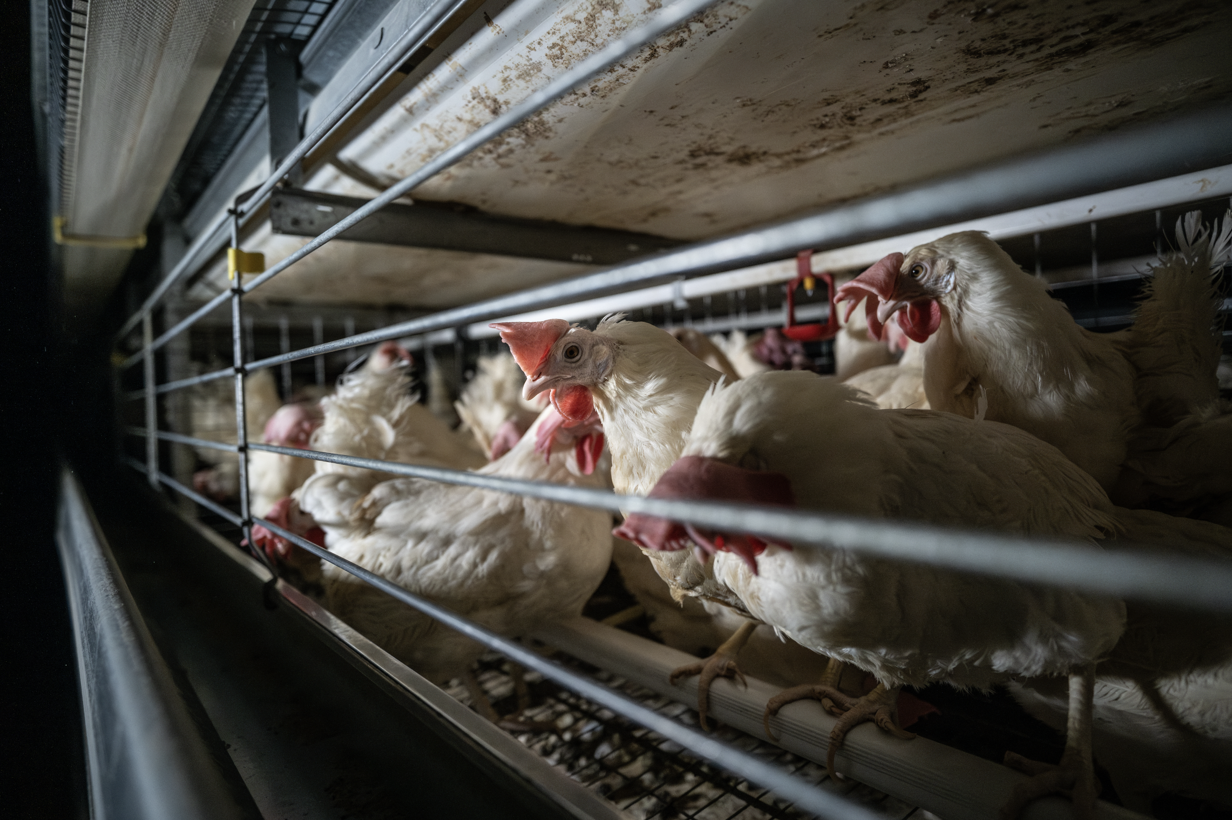 Chickens inside a poultry farm, standing behind a metal wire fence.
