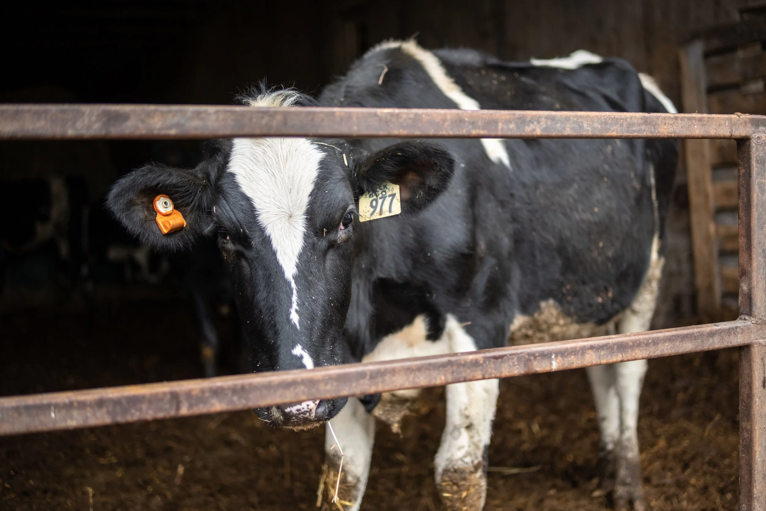 A black and white calf peering through metal bars, with a yellow ear tag numbered 977 and an orange identification device on its ear.
