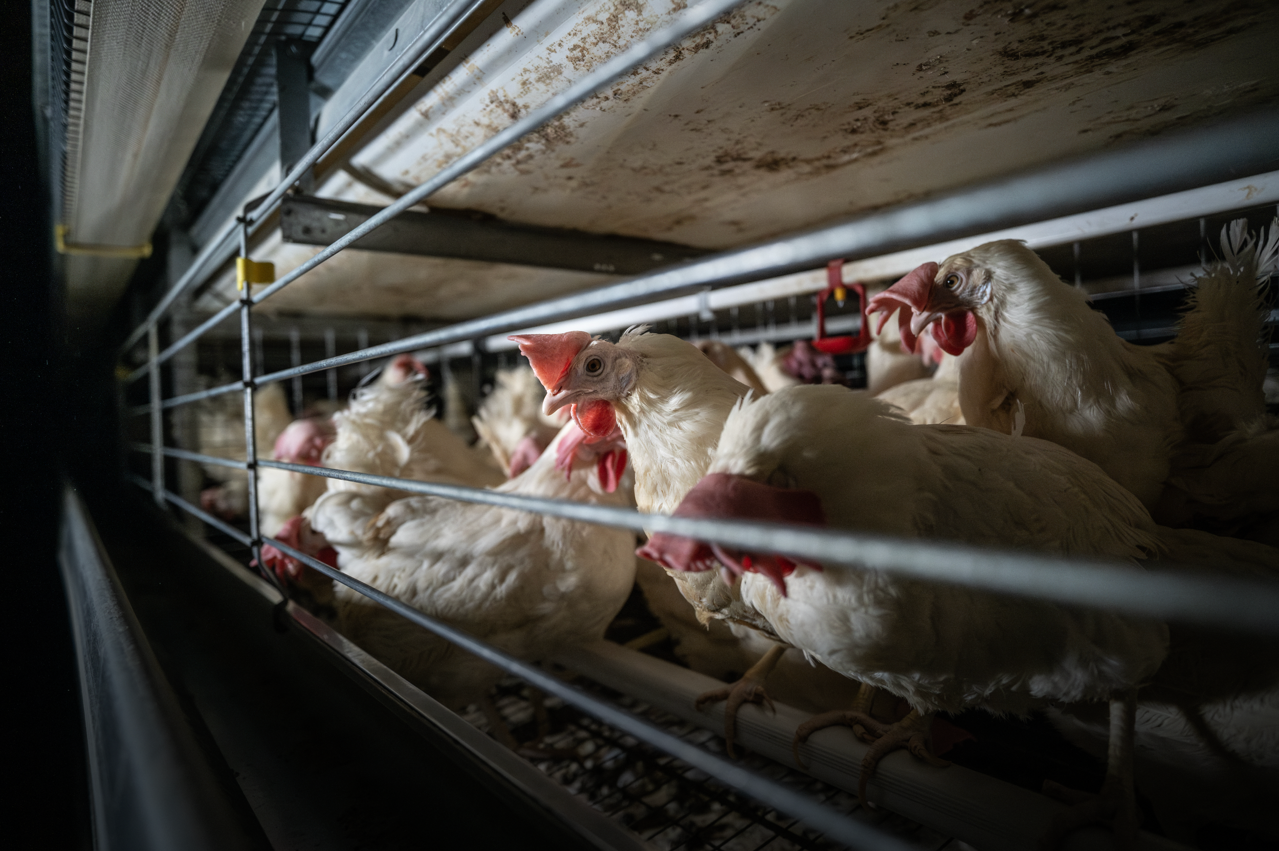 Several white chickens with combs and wattles behind a wire fence inside a poultry farm.