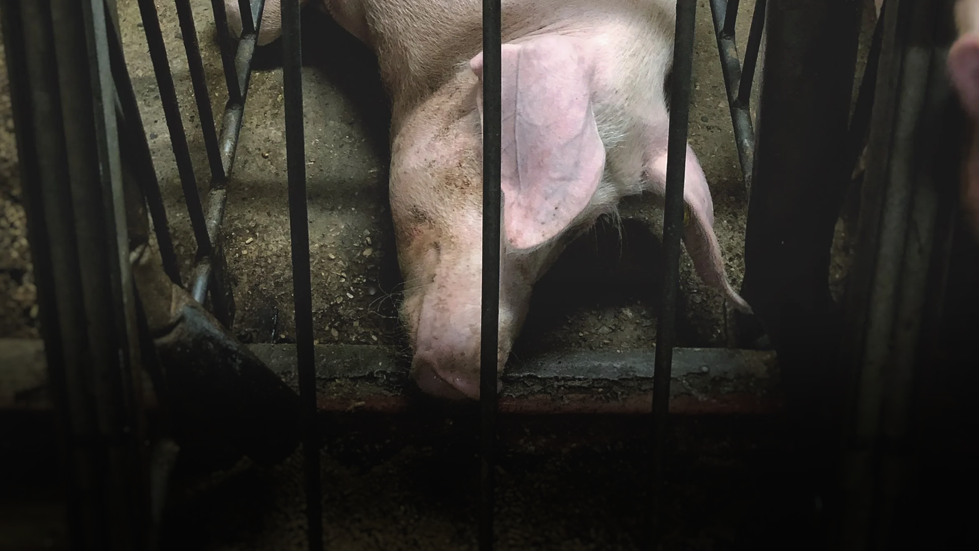 A pig lying on the ground inside a metal pen at a farm, with only part of its face and body visible behind the bars.