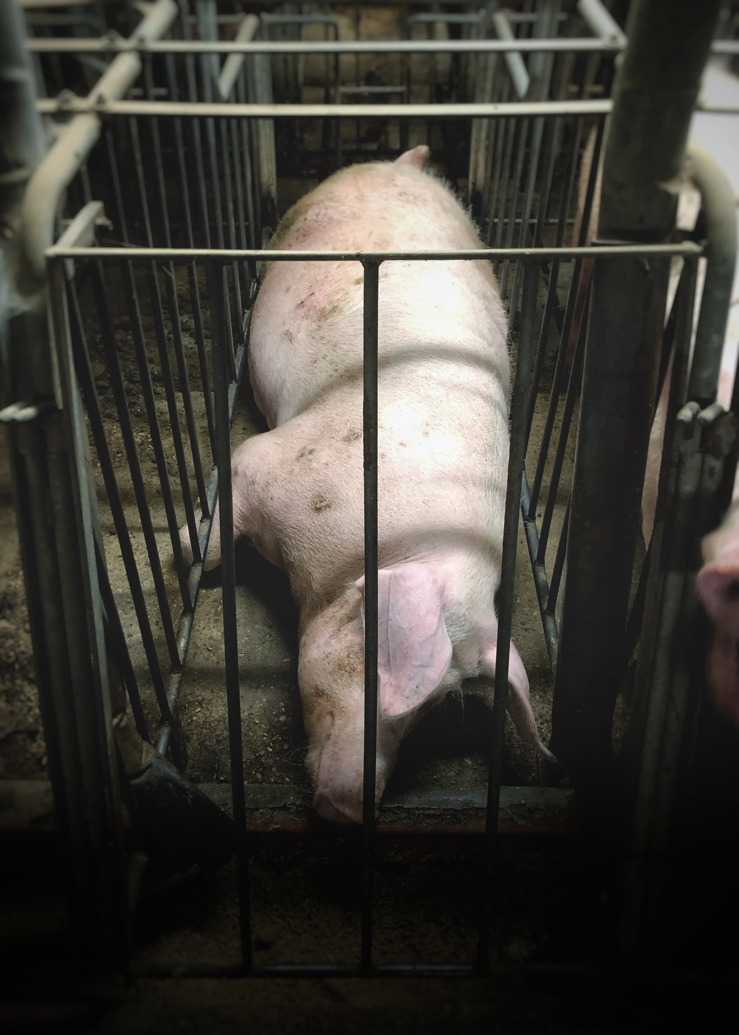 A pig lying on the ground inside a metal pen with bars on all sides.