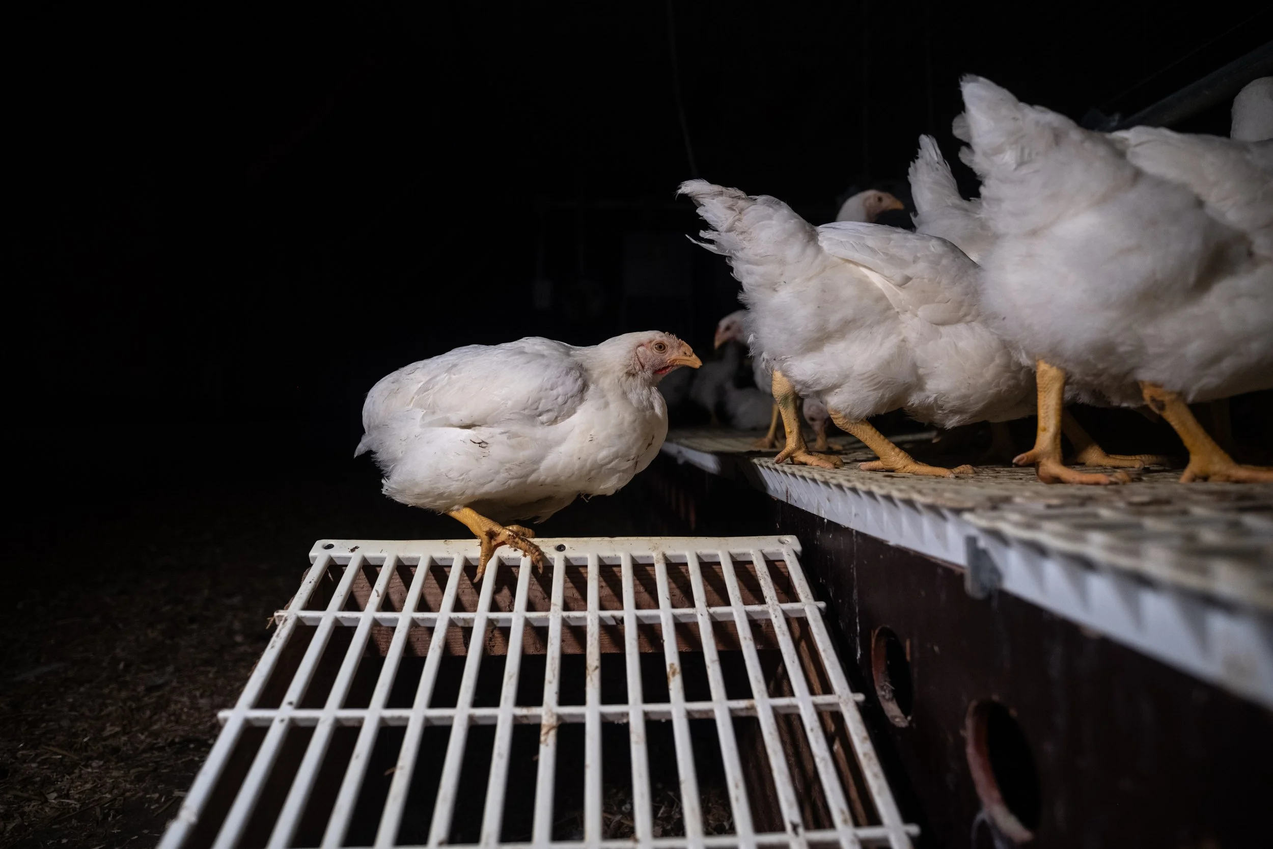 Several white chickens inside a dark coop, standing on a metal grid floor.