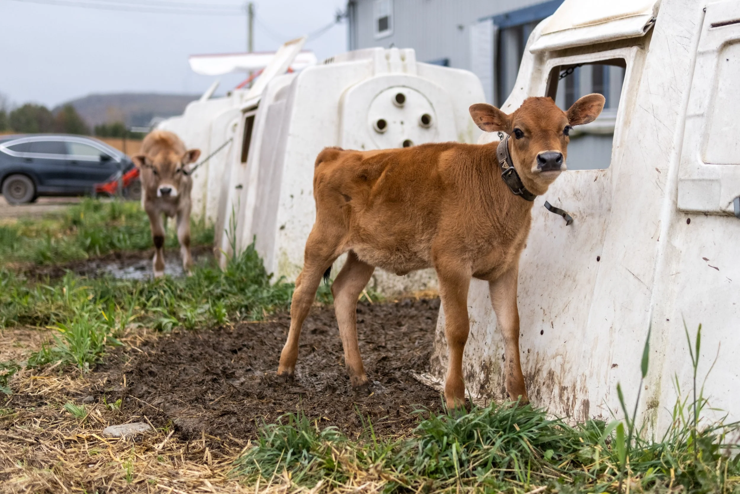 Two calves isolated and tethered alone in small outdoor hutches.