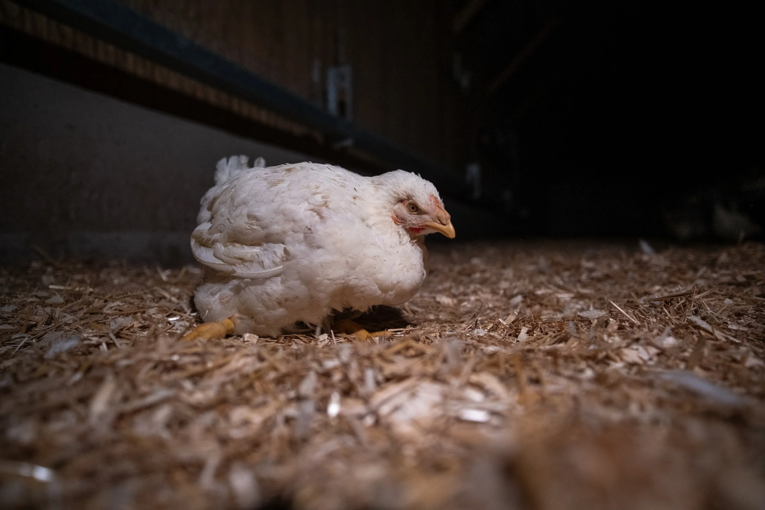 White chicken lying on wood shavings floor in a dark coop.