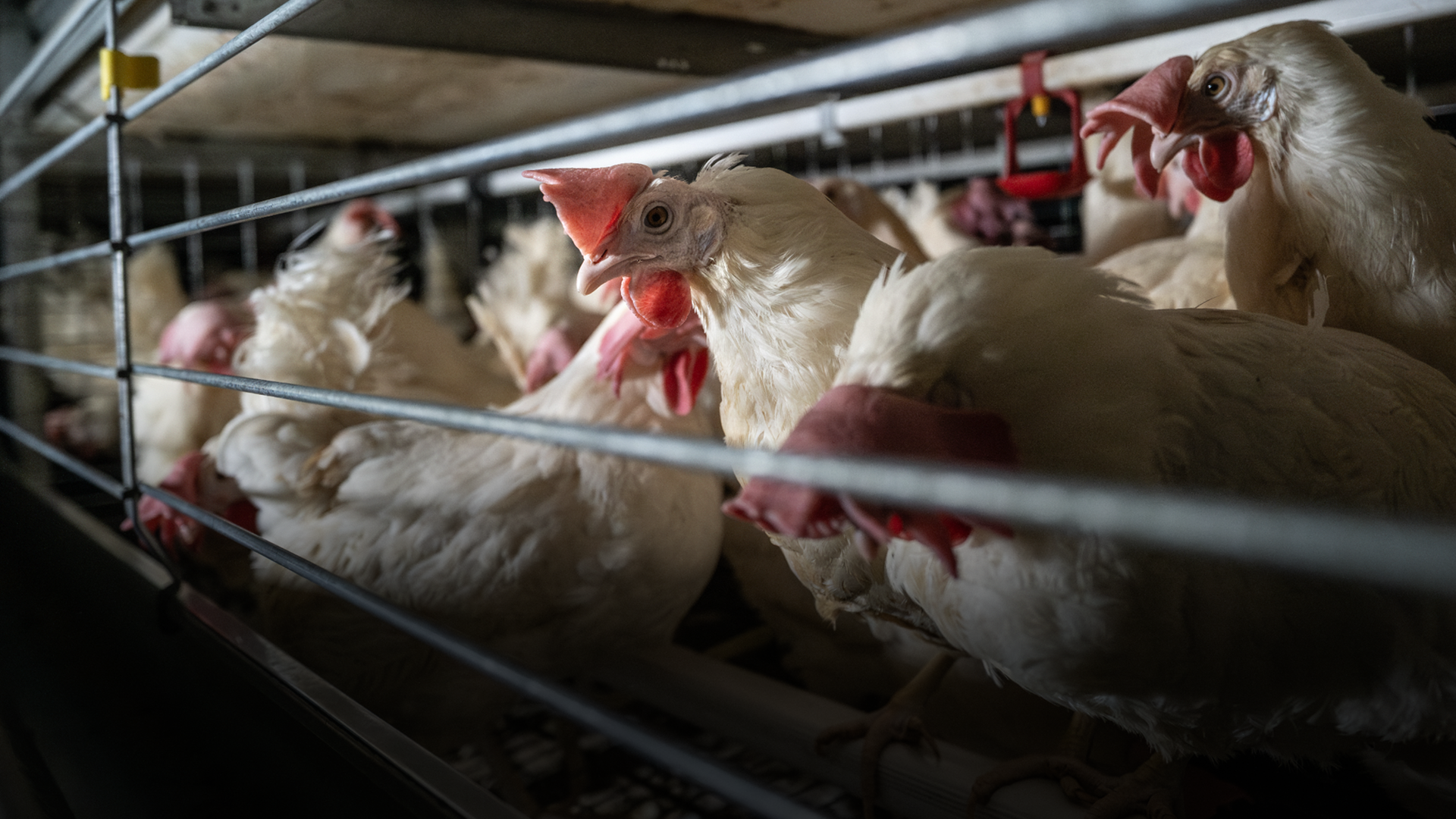 Chickens crowded inside a poultry cage in a farm setting.