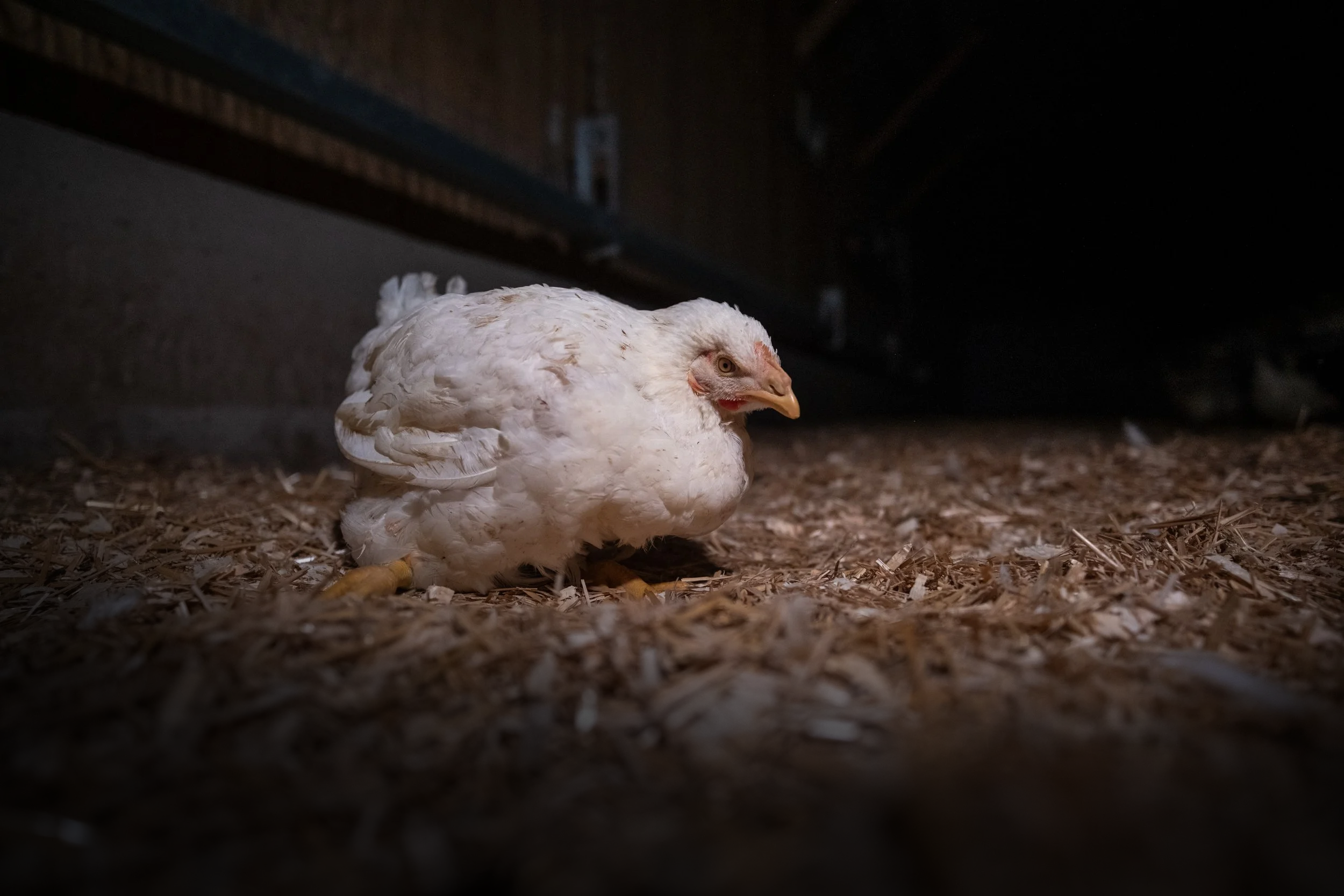 A white chicken on a bed of wood shavings in a dark enclosure.