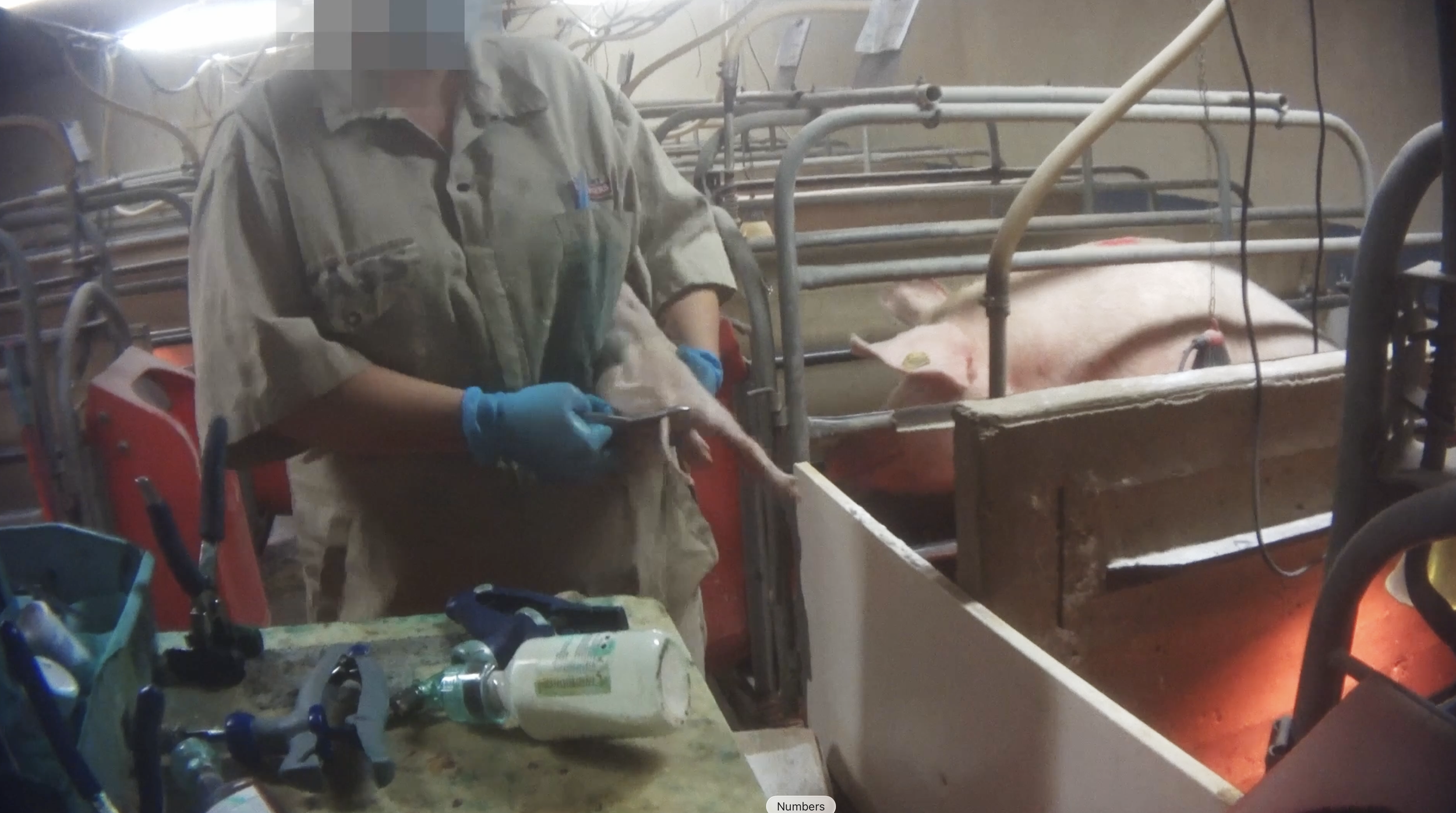 Worker performing castration on a piglet. Canada's pig code allows this to be performed without adequate pain control.