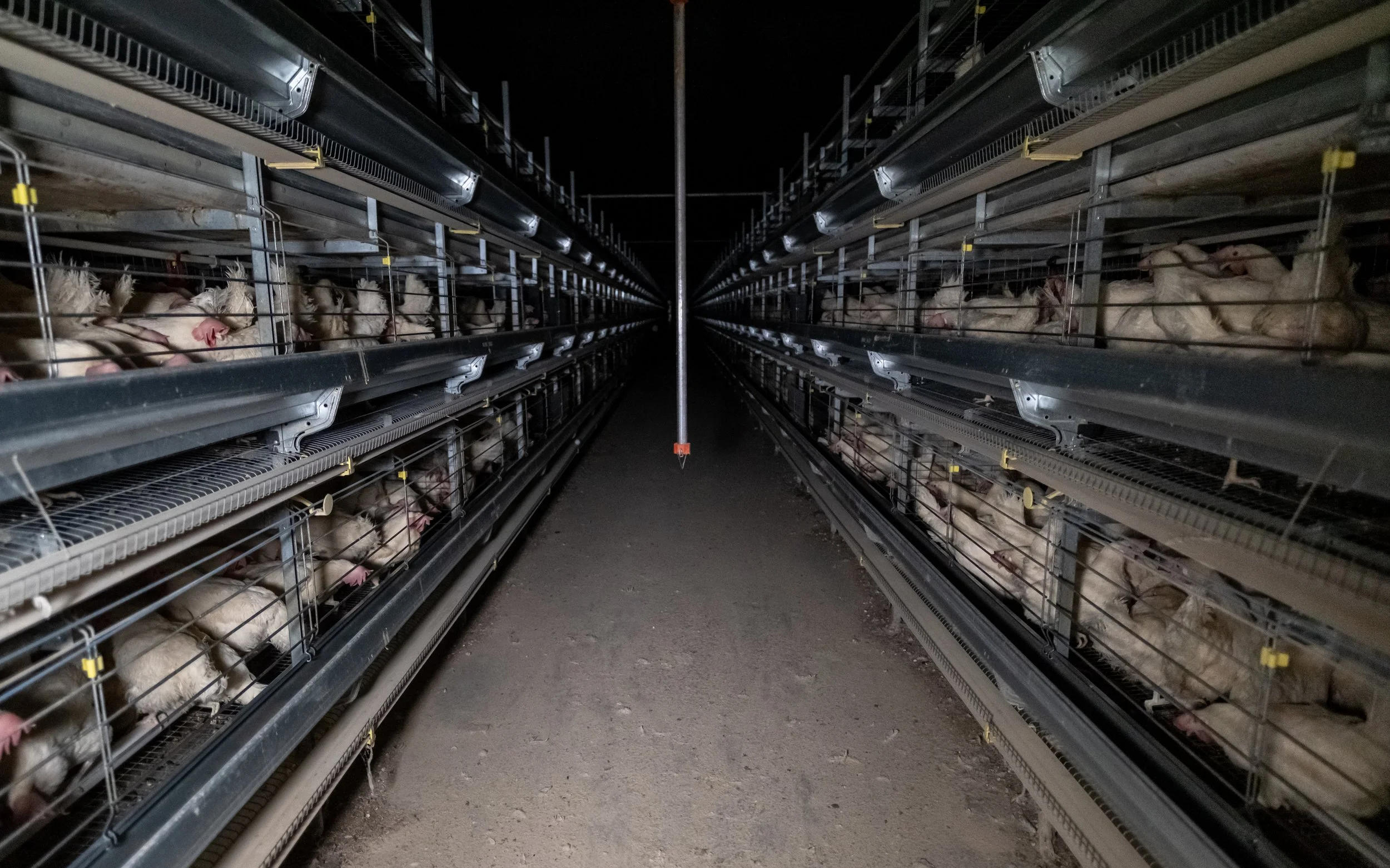 Dark aisle in a poultry farm with multiple cages on either side containing chickens.
