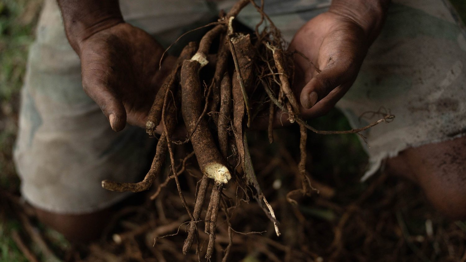 Kava Distribution Map Where Did Kava Originate? — UK Kava Coalition