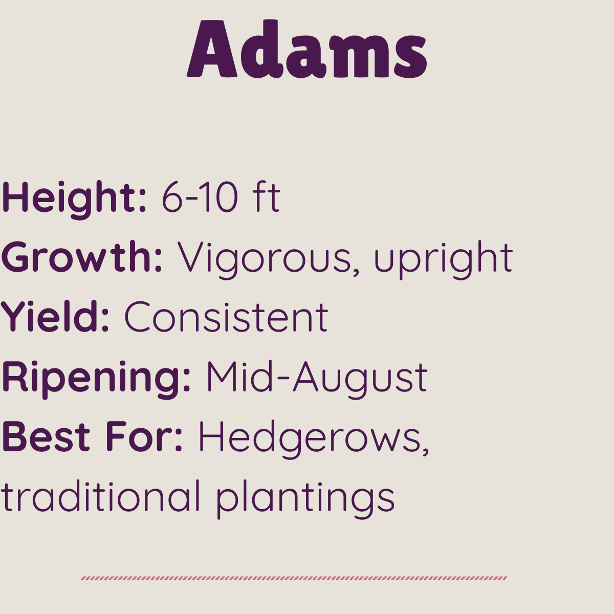 Adams elderberry traits