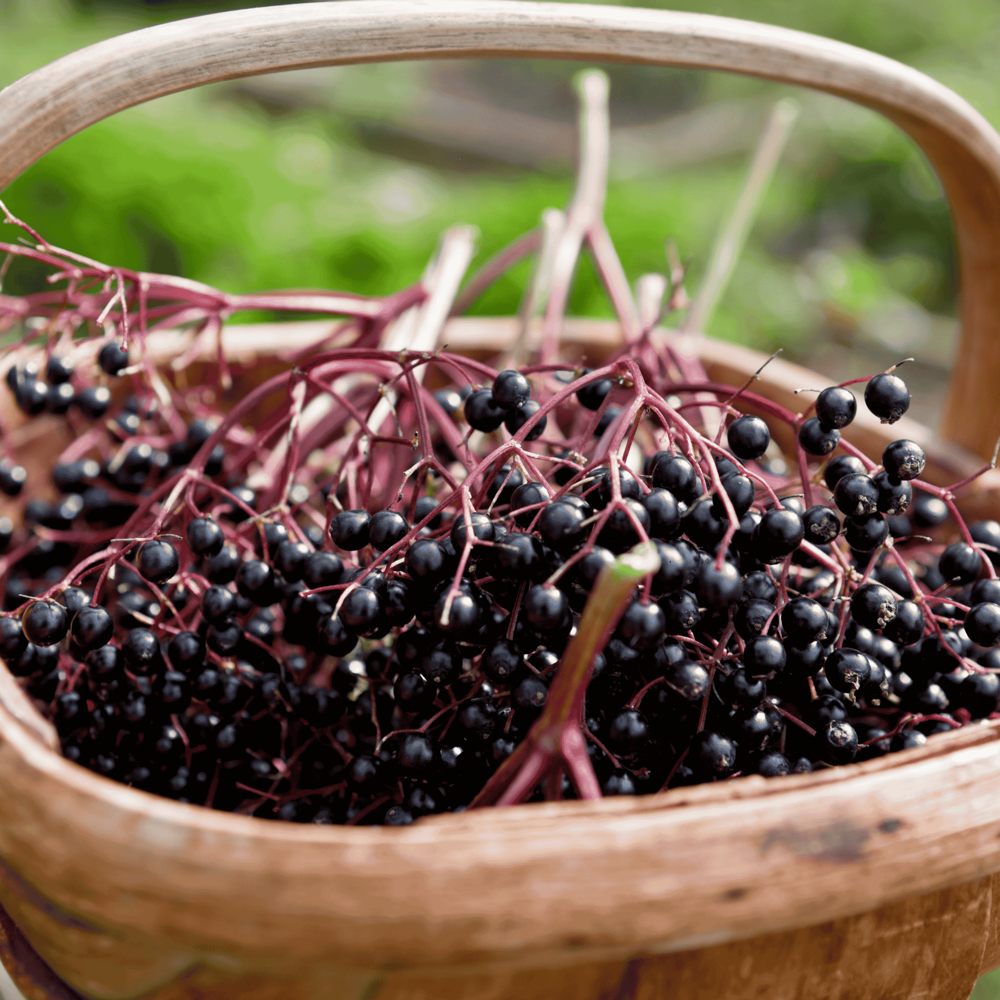 Missouri elderberry harvest from orchard plantings supported by locally available rooted nursery stock.