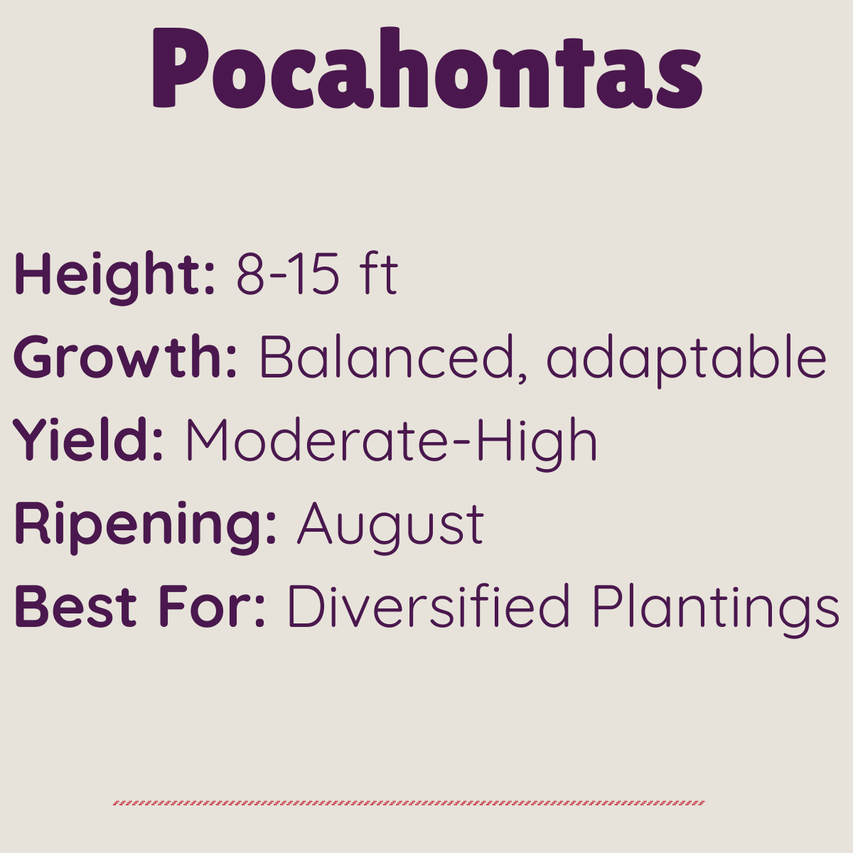 Pocahontas elderberry properties