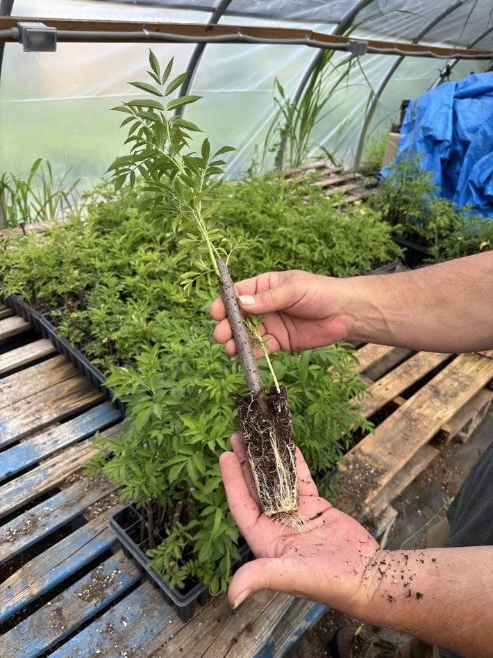 Bob Gordon elderberry rooted plant with strong root structure, supporting high-yield orchard establishment.
