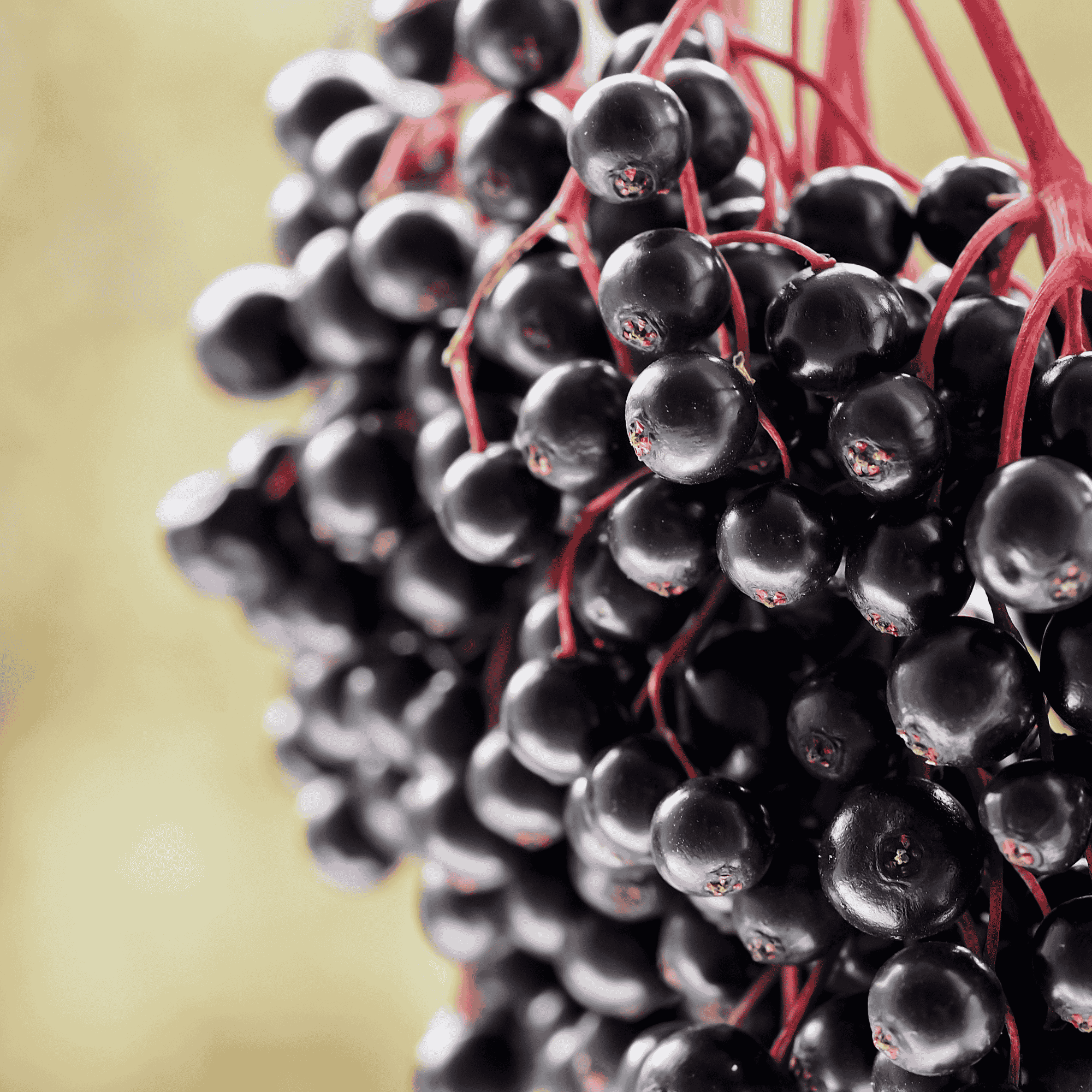 Bob Gordon elderberry close-up highlighting dense, high-yield berry clusters known for strong juice and syrup production.