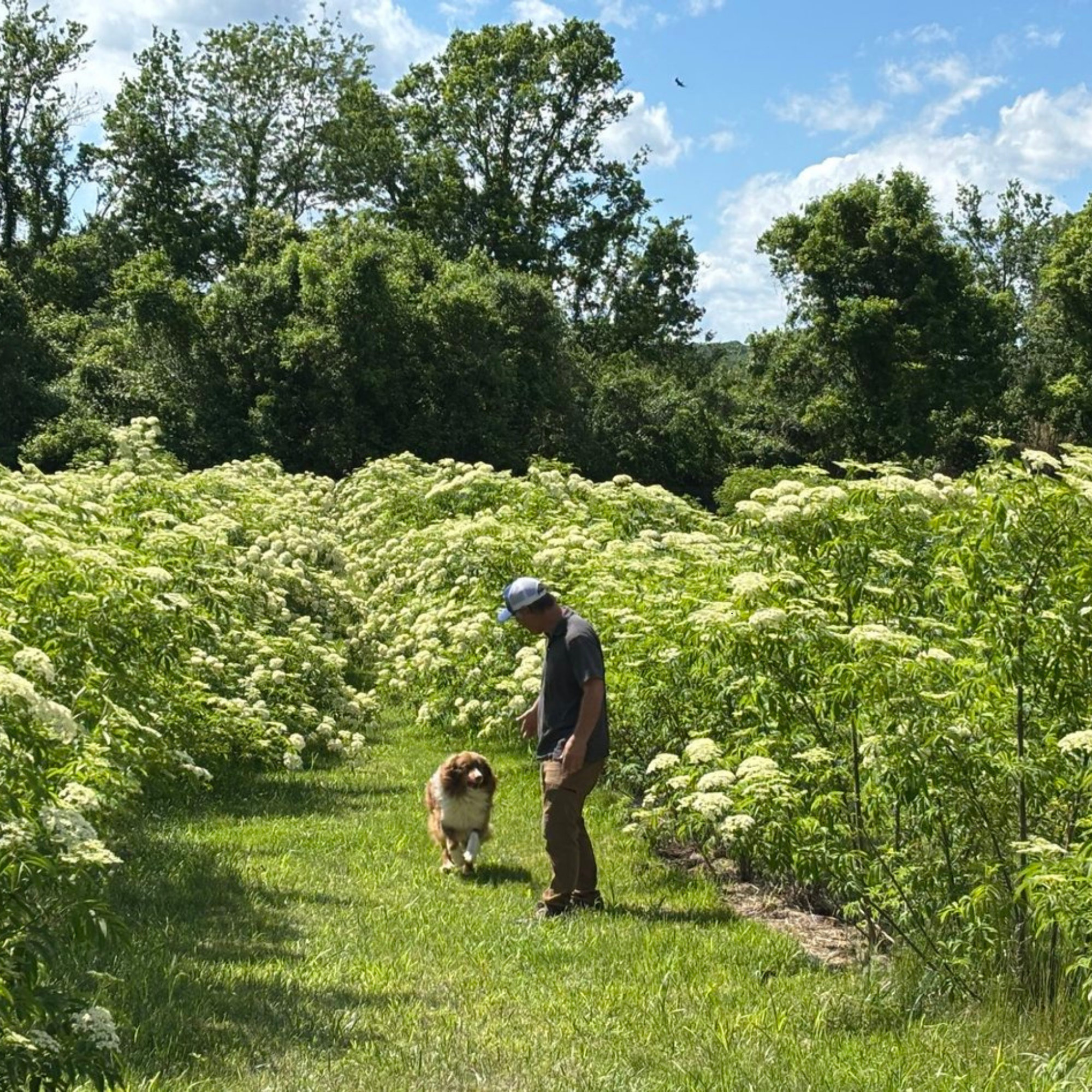 RANCH American Elderberry (Sambucus nigra ssp. canadensis ‘Ranch’) - PRE-ORDER for May Shipping