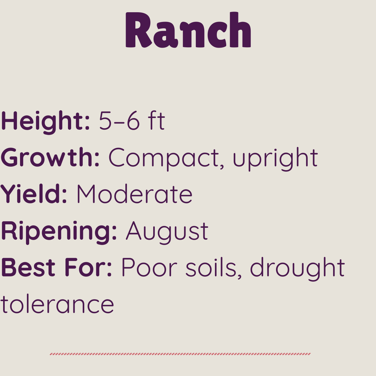 Ranch elderberry characteristics