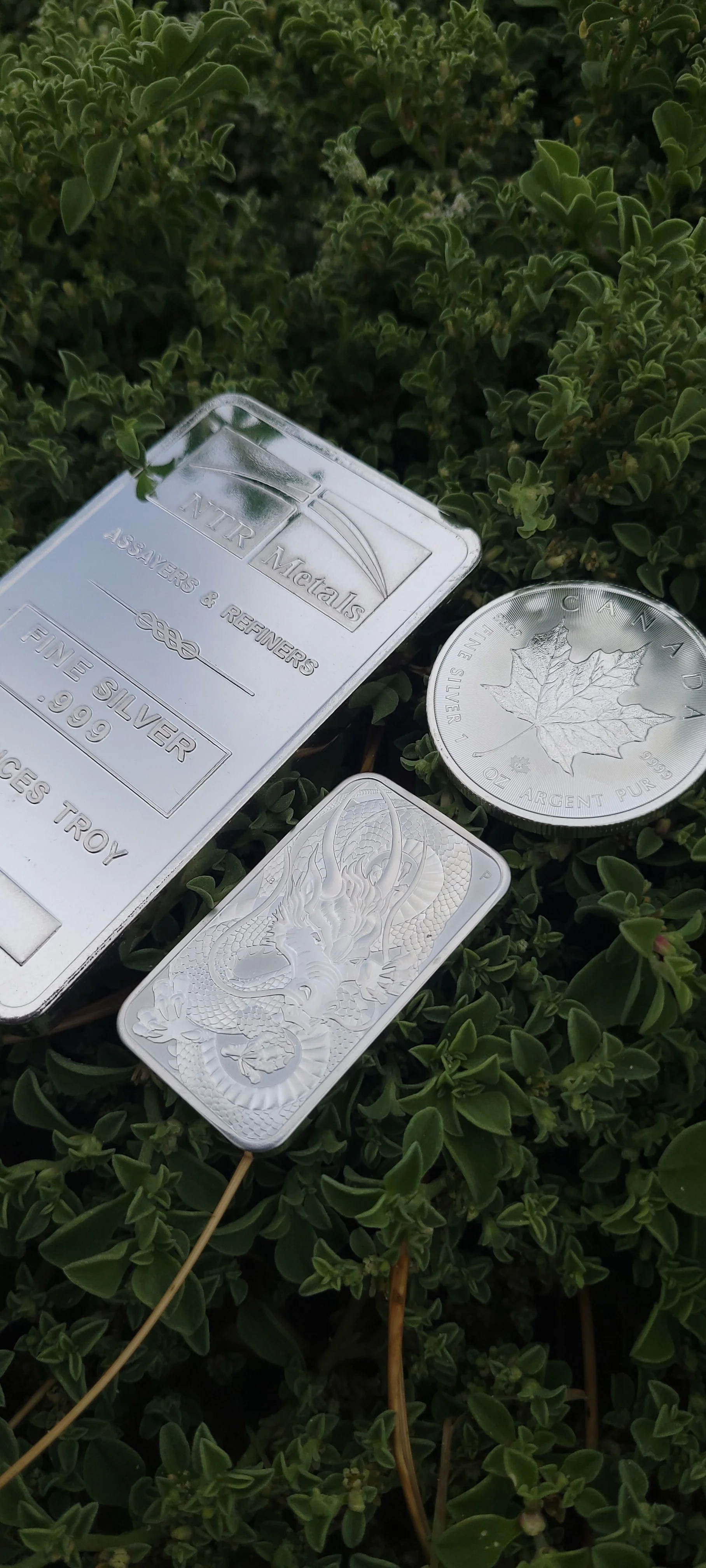 Silver bars and coins with engravings of a dragon and a maple leaf among green foliage.