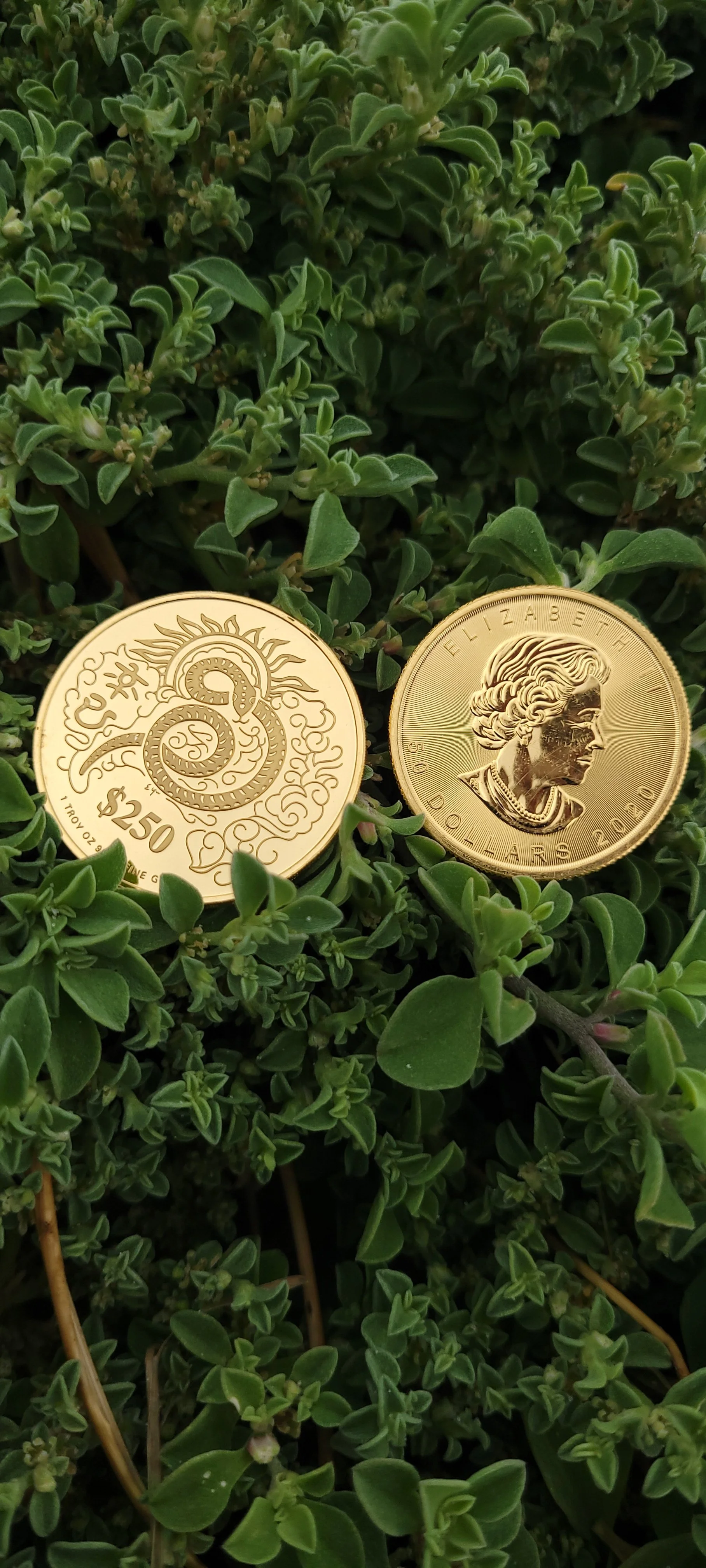 Two gold coins placed amidst dense green foliage. One coin displays a dragon design, while the other features a portrait of Queen Elizabeth II.