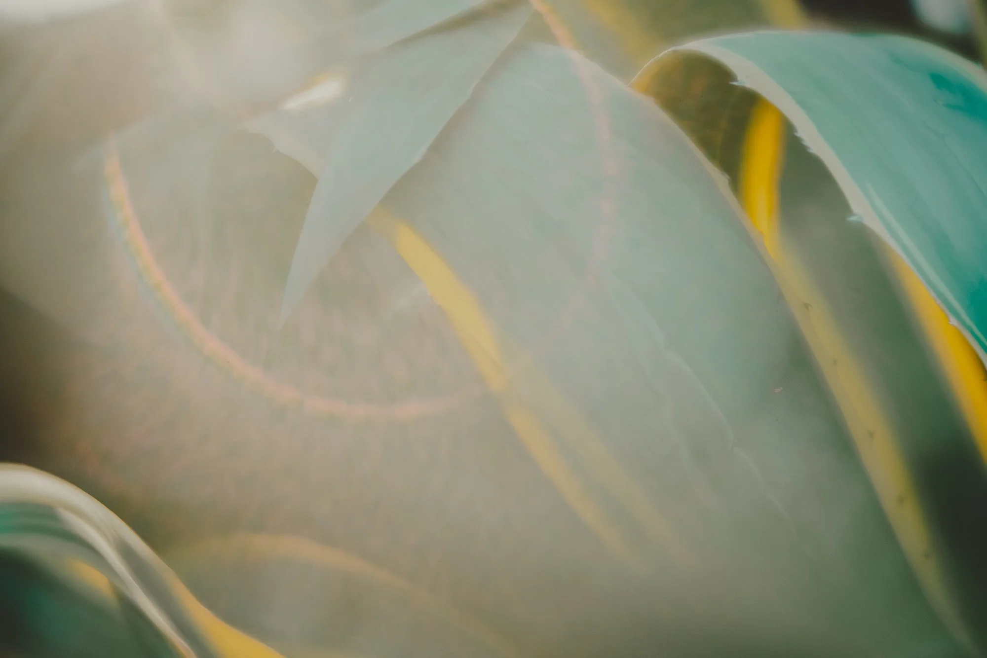 Soft Succulent