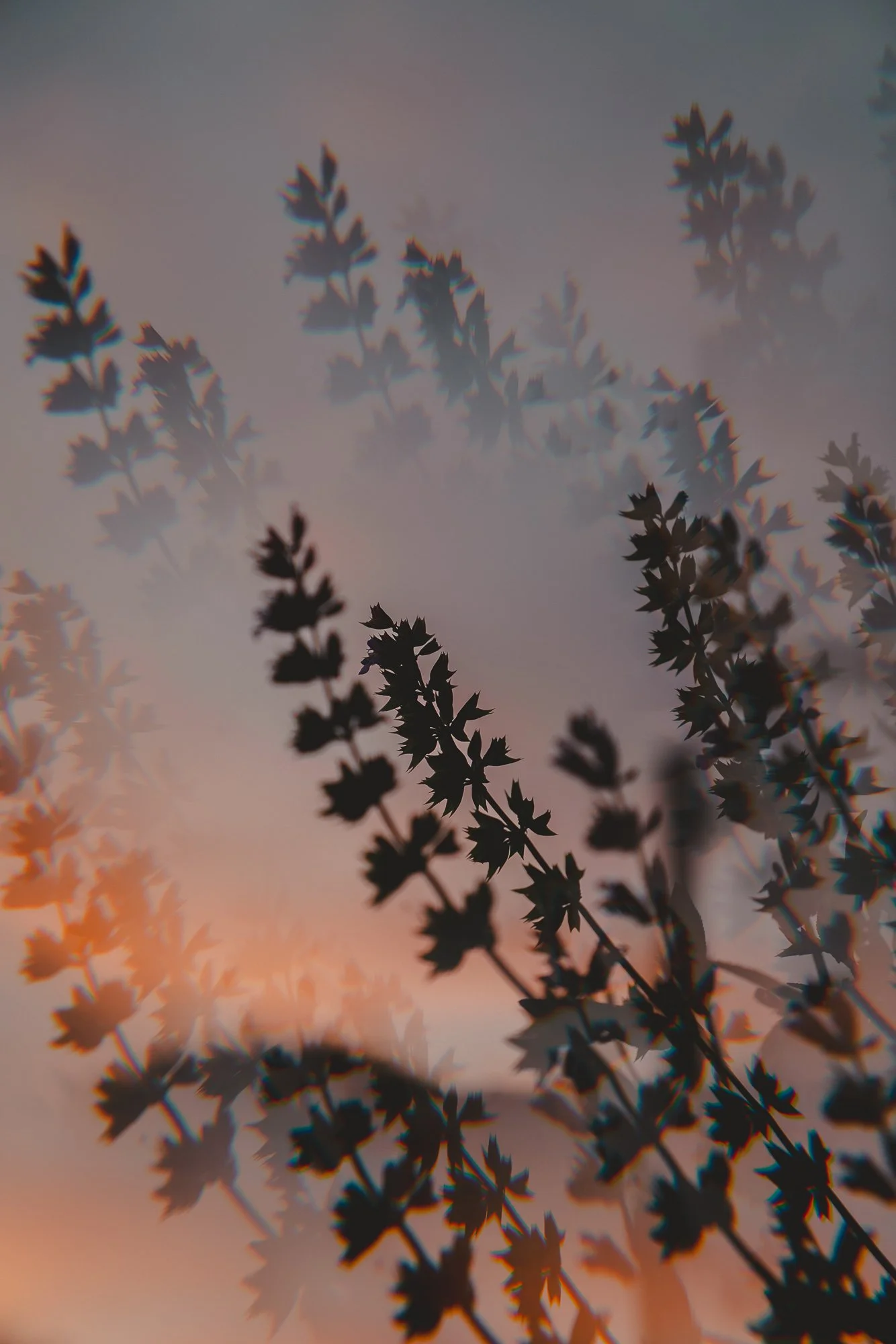 Silhouetted Sage
