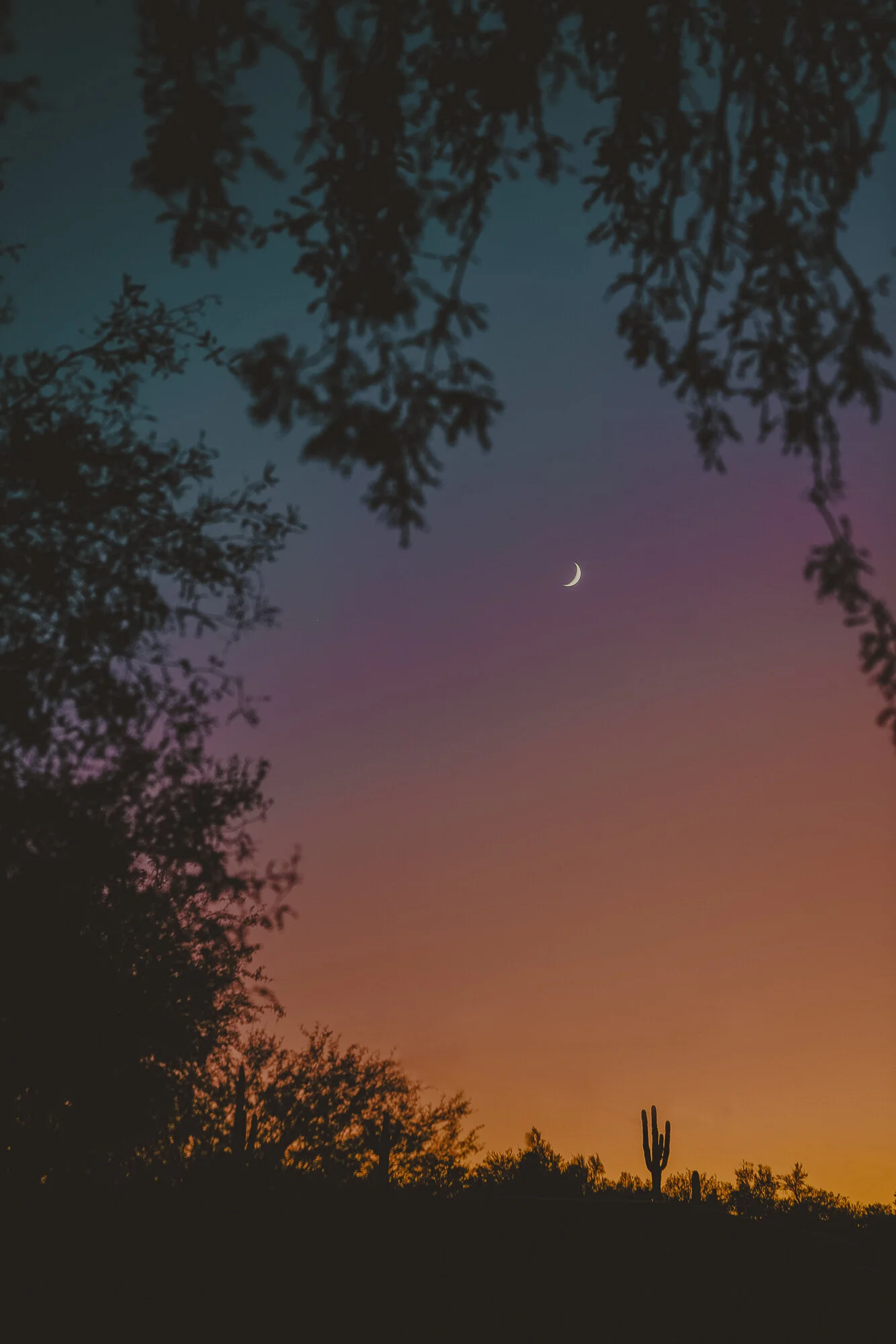 Cactus Crescent Moon