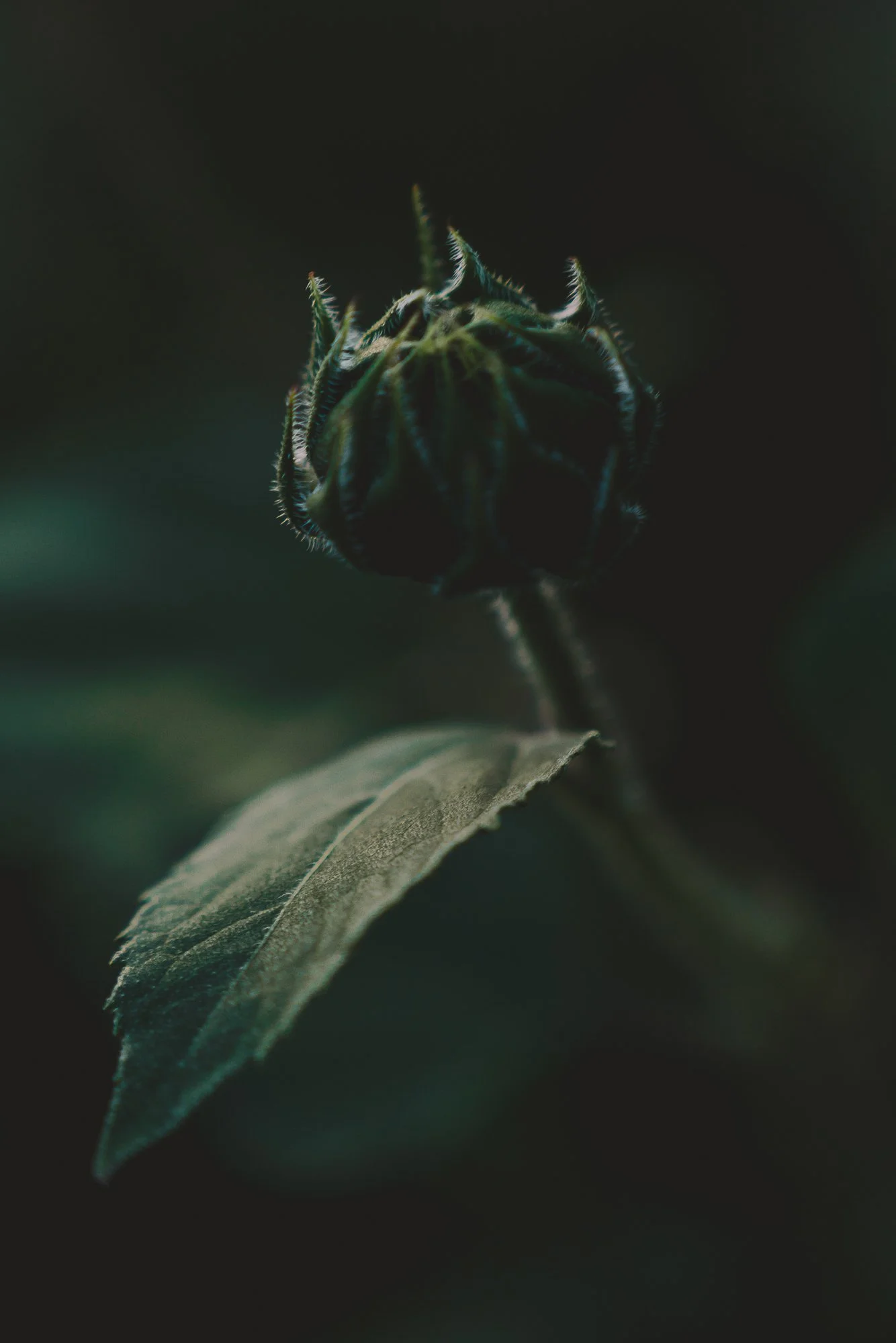 Moody Bloom