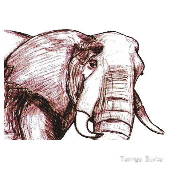 Elephant - Pencil Sketch
