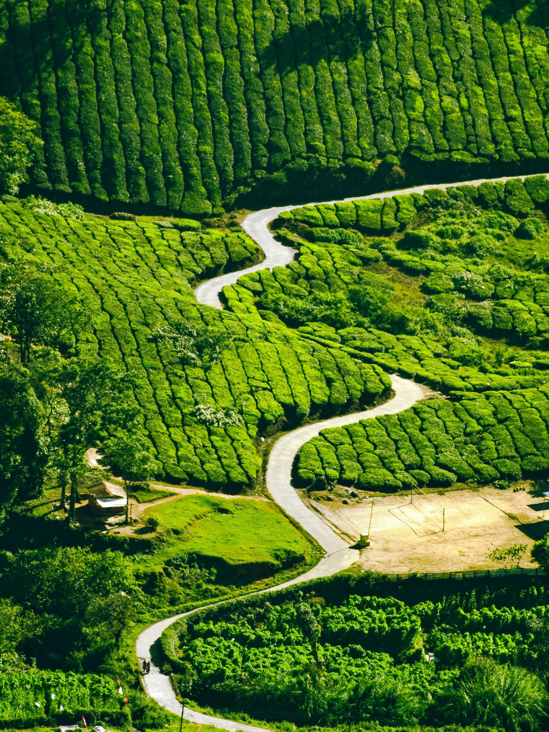 Aerial view of a lush green hillside with winding pathways through landscaped gardens and terraced fields.