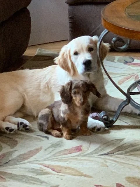 Molly, a golden retriever, and Marley, a long-haired dachshund, lying together on a patterned rug at home.